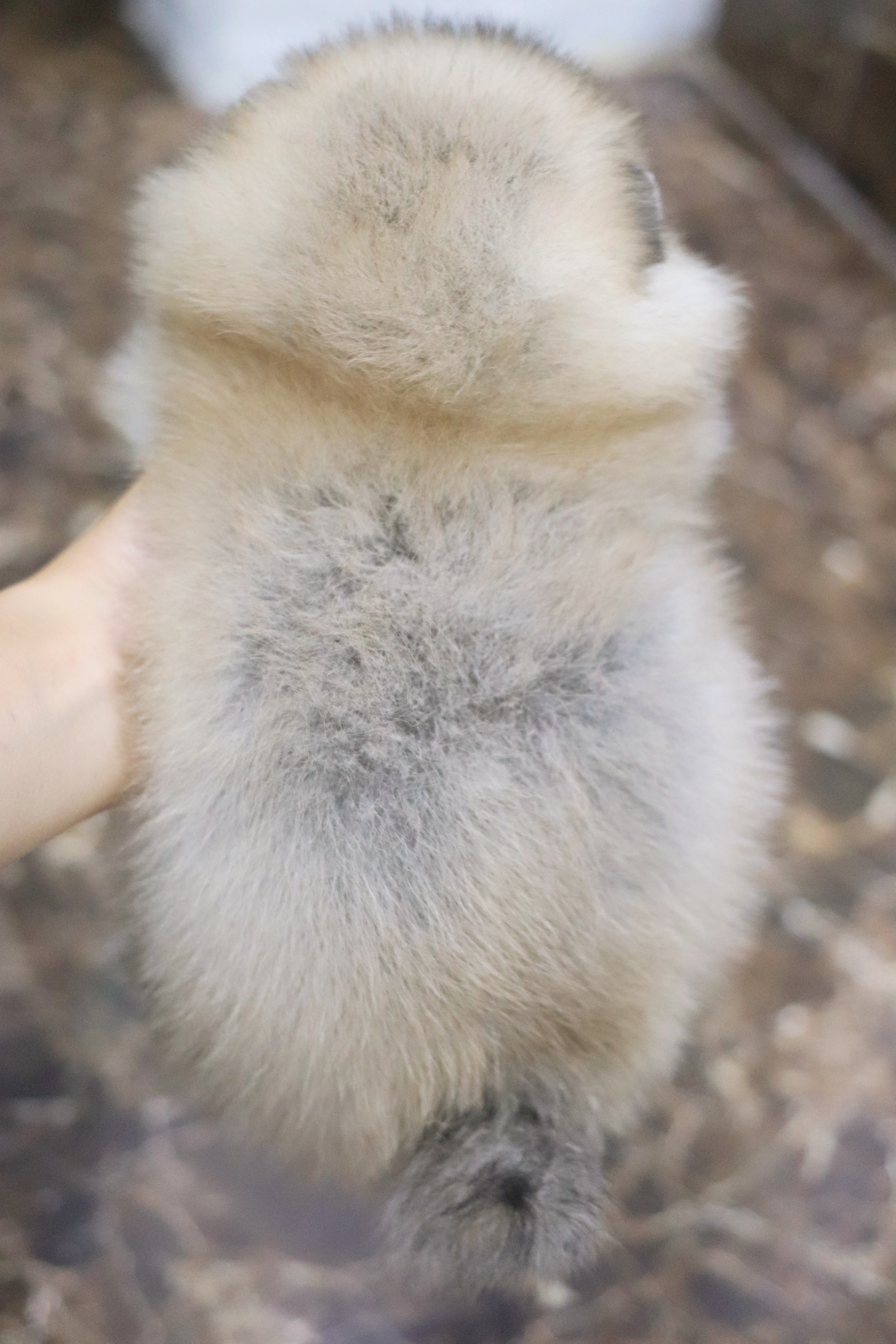 ปอมเมอเรเนียน เพศเมียสีส้ม เกรดโชว์