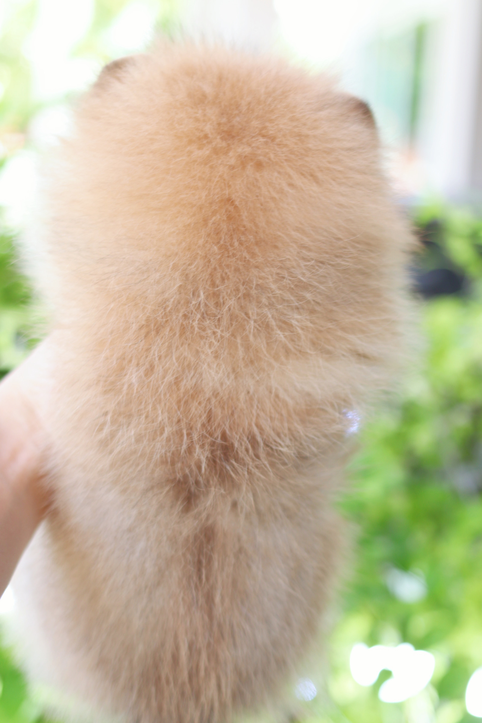 ปอมเมอเรเนียน เพศเมียสีส้ม