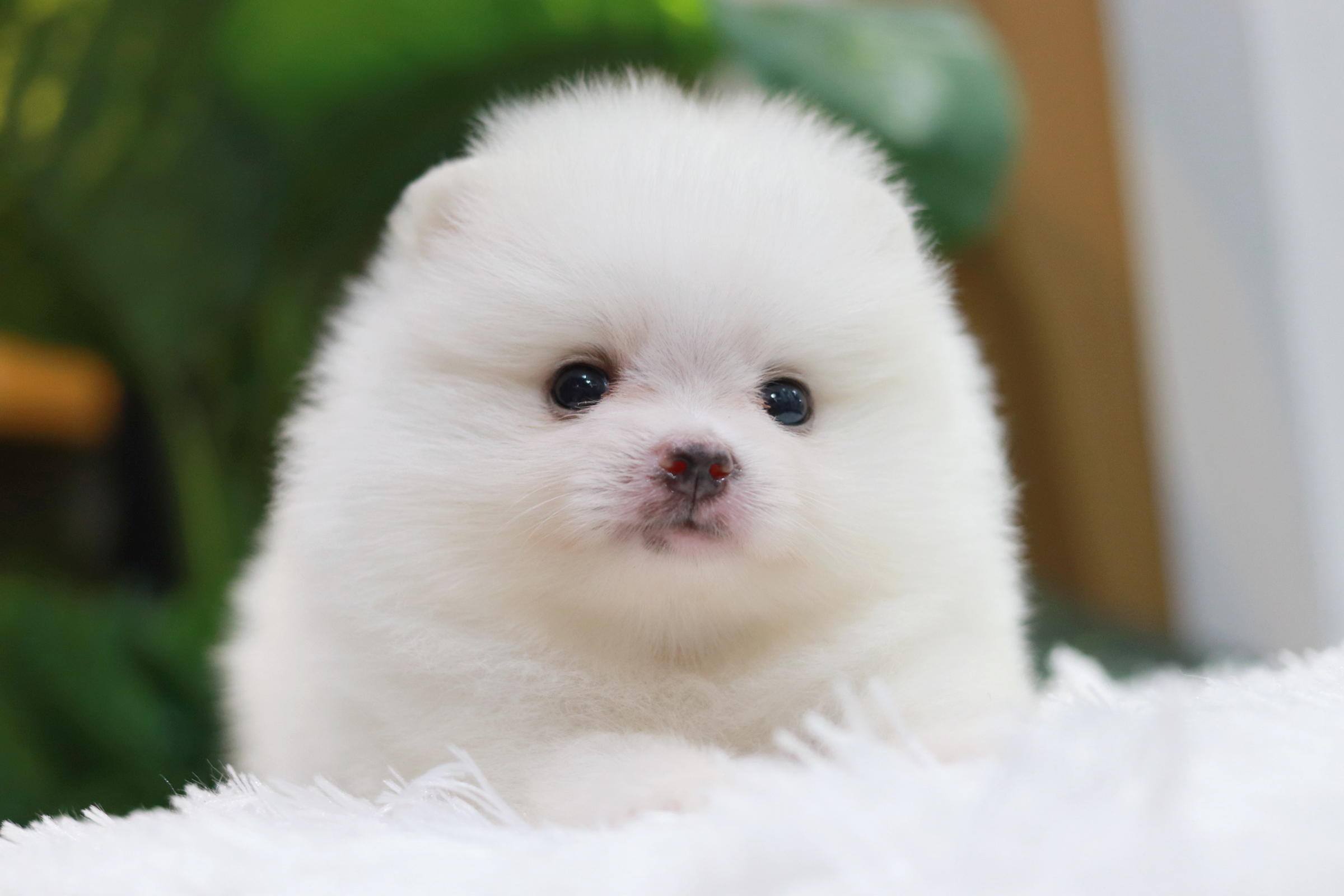 ปอมเมอเรเนียน เพศผู้ ขาว