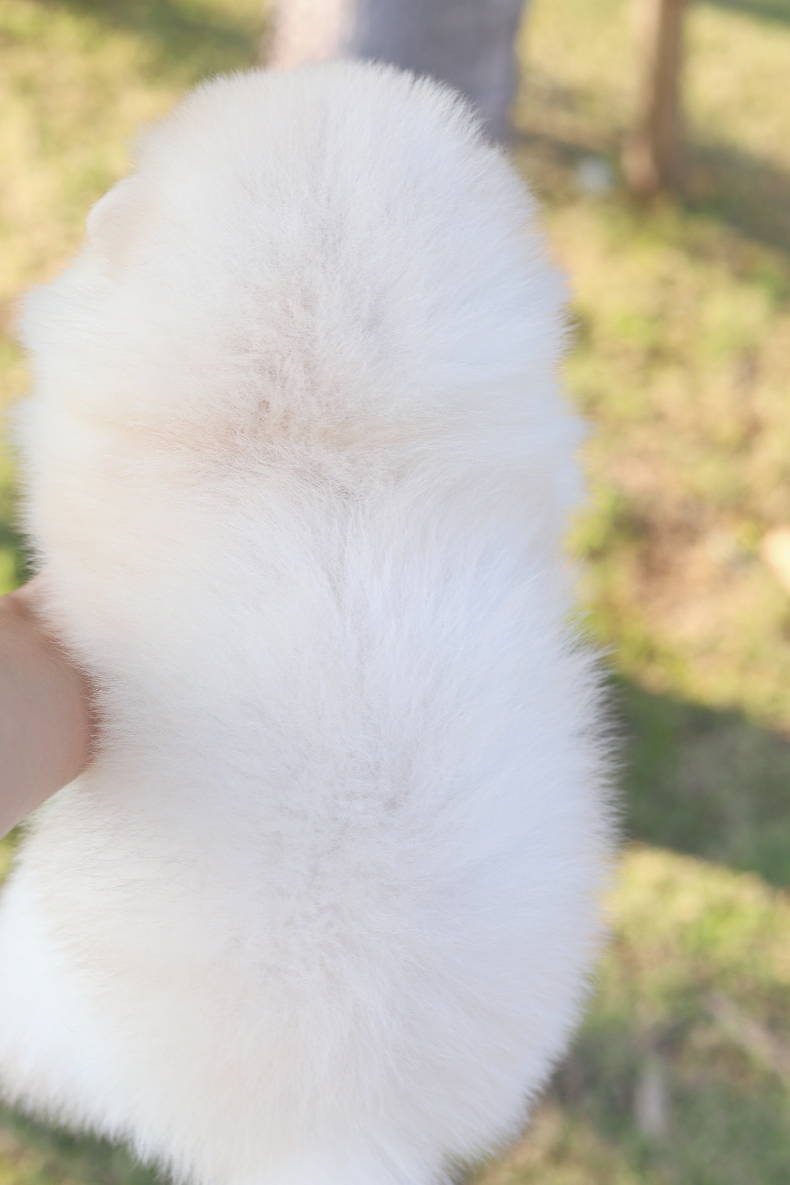 ปอมเมอเรเนียน เพศผู้ สีครีม