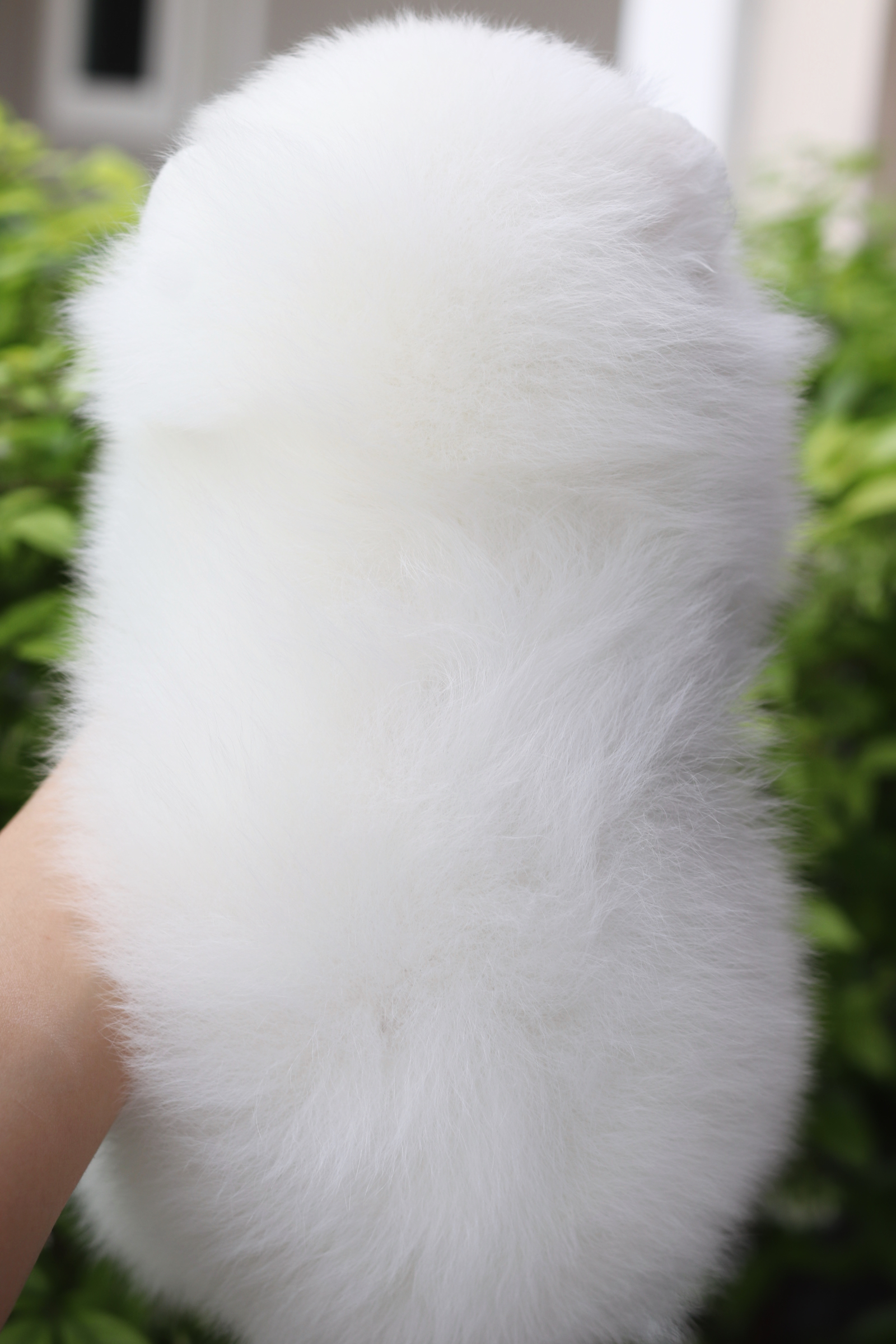 ปอมเมอเรเนียน เพศผู้สีขาว