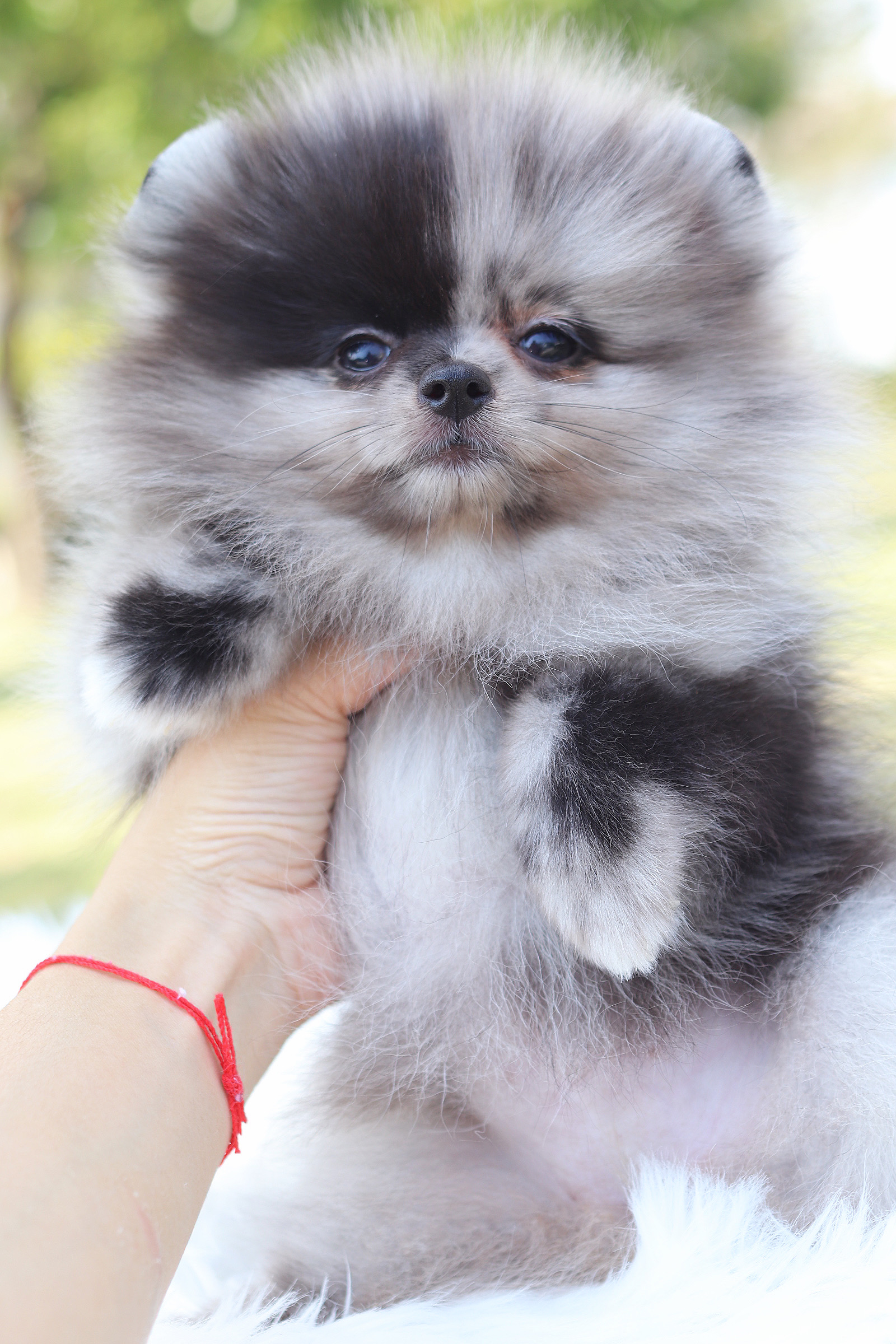 ปอมเมอเรเนียน เพศเมียสีเมอร์เร่