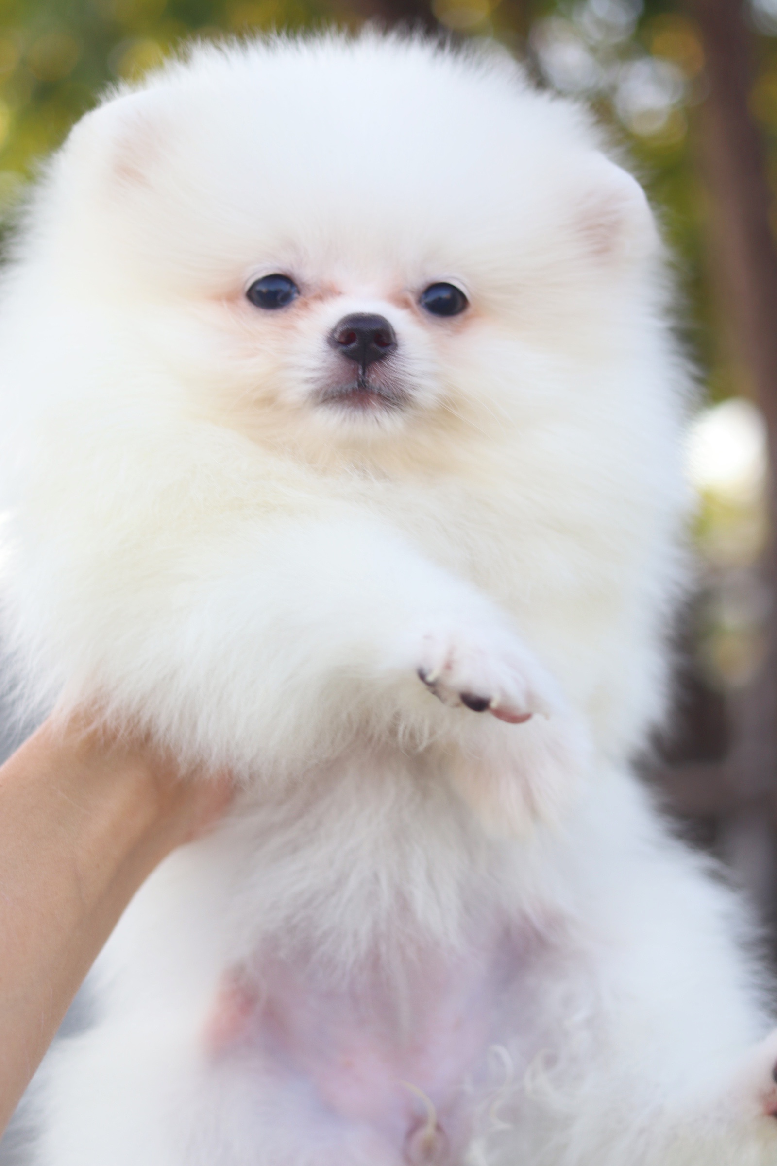 ปอมเมอเรเนียน เพศเมียสีขาวครีมไซส์เล็ก