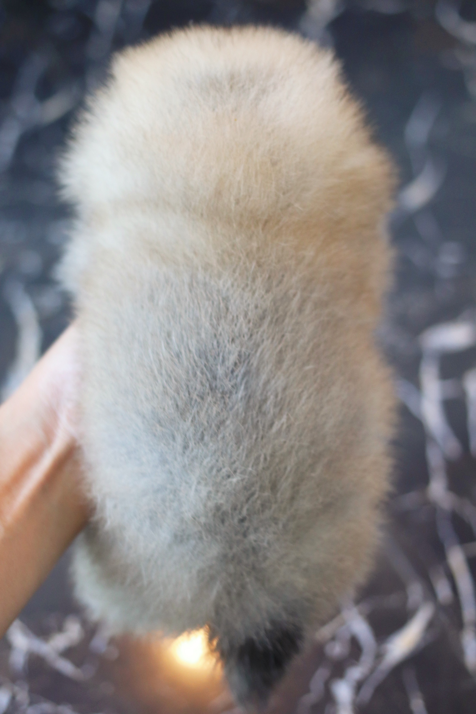 ปอมเมอเรเนียน เพศเมียสีส้ม