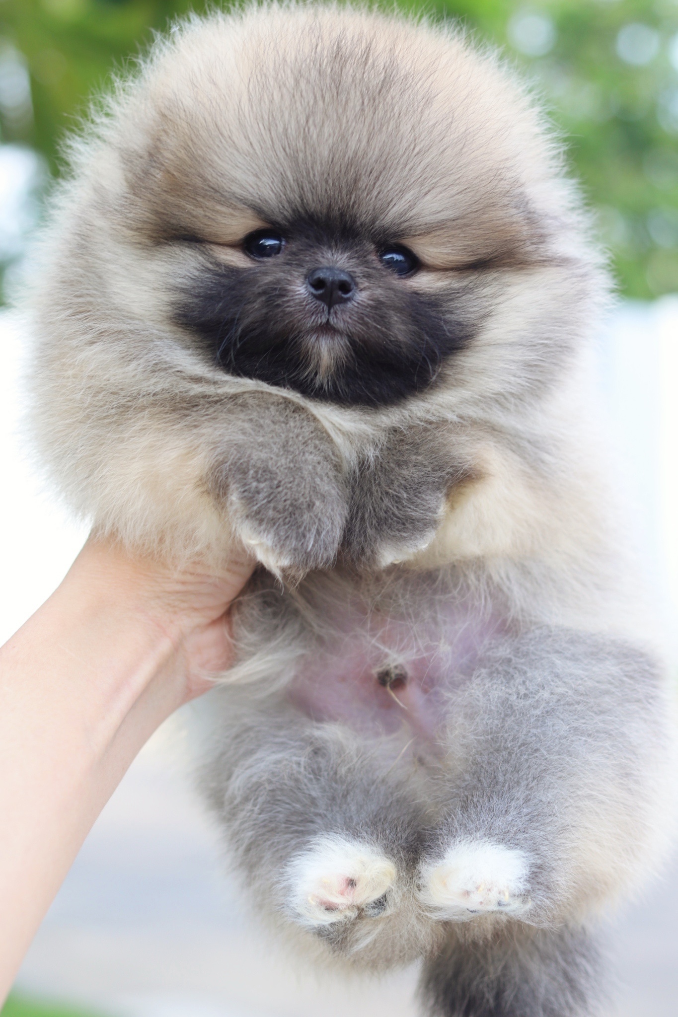 ปอมเมอเรเนียน เพศผู้สีส้ม