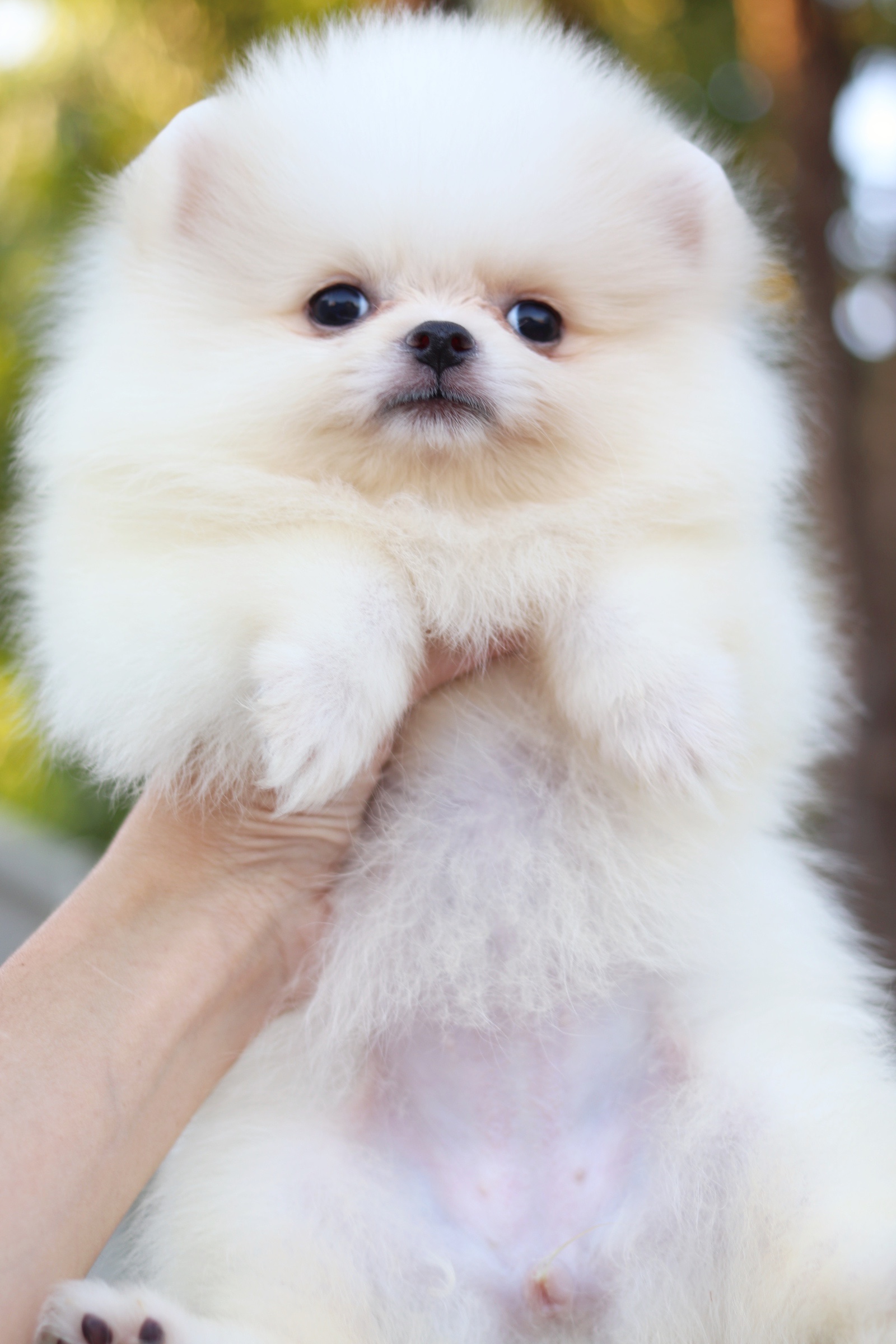 ปอมเมอเรเนียน เพศเมีย สีขาวครีม