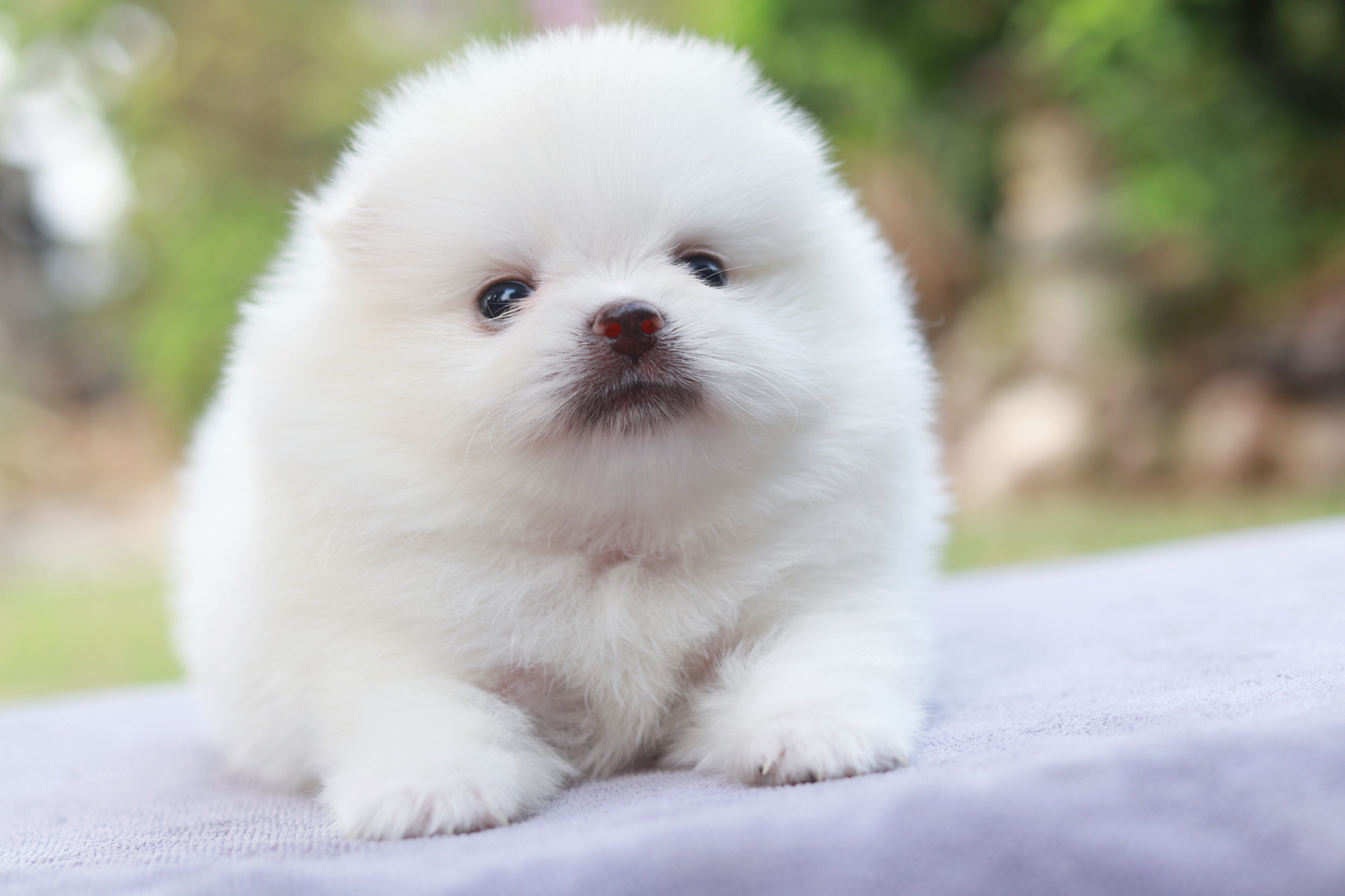 ปอมเมอเรเนียน เพศผู้ ขาว