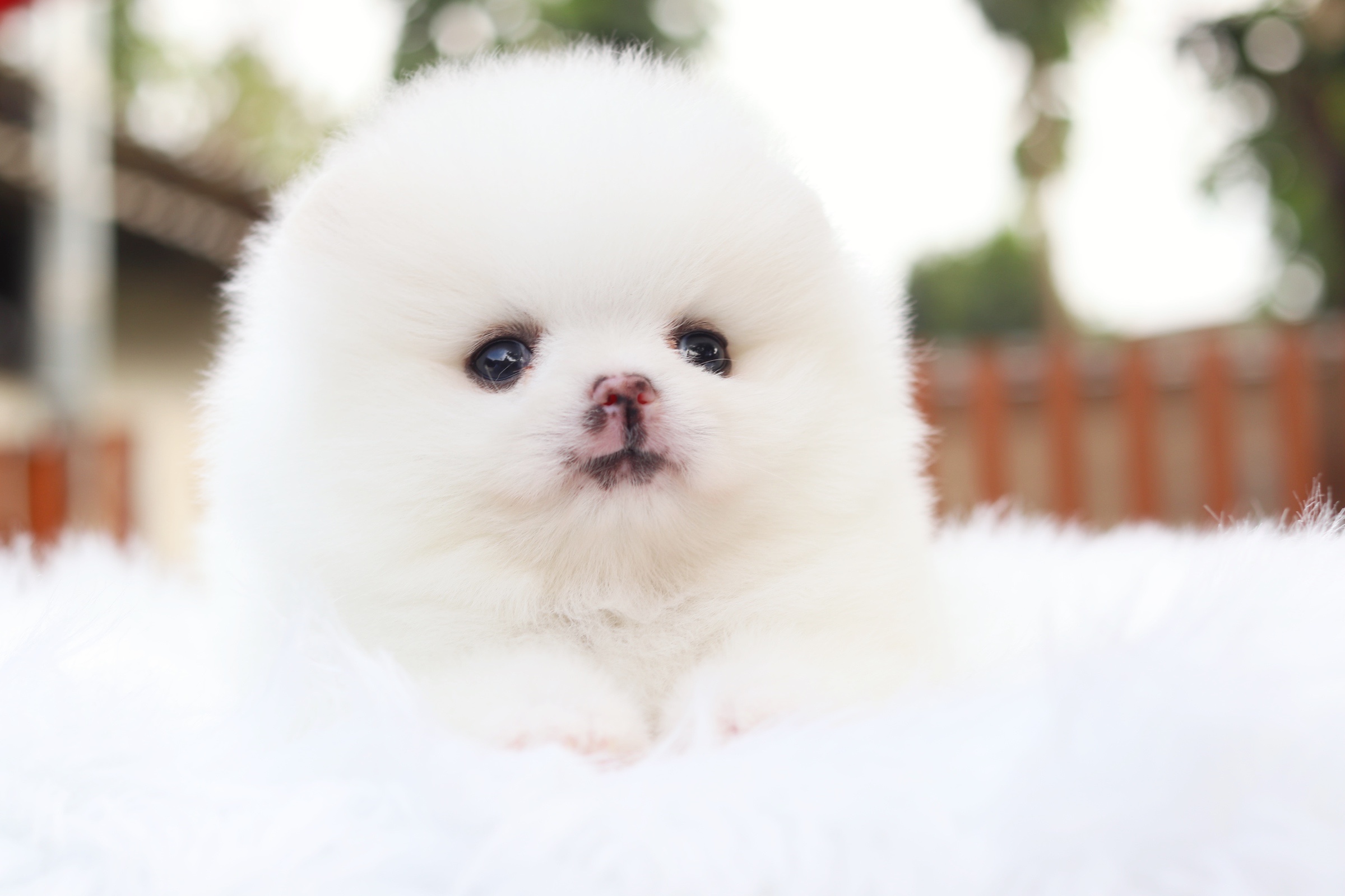 ปอมเมอเรเนียน เพศเมีย สีขาวครีม