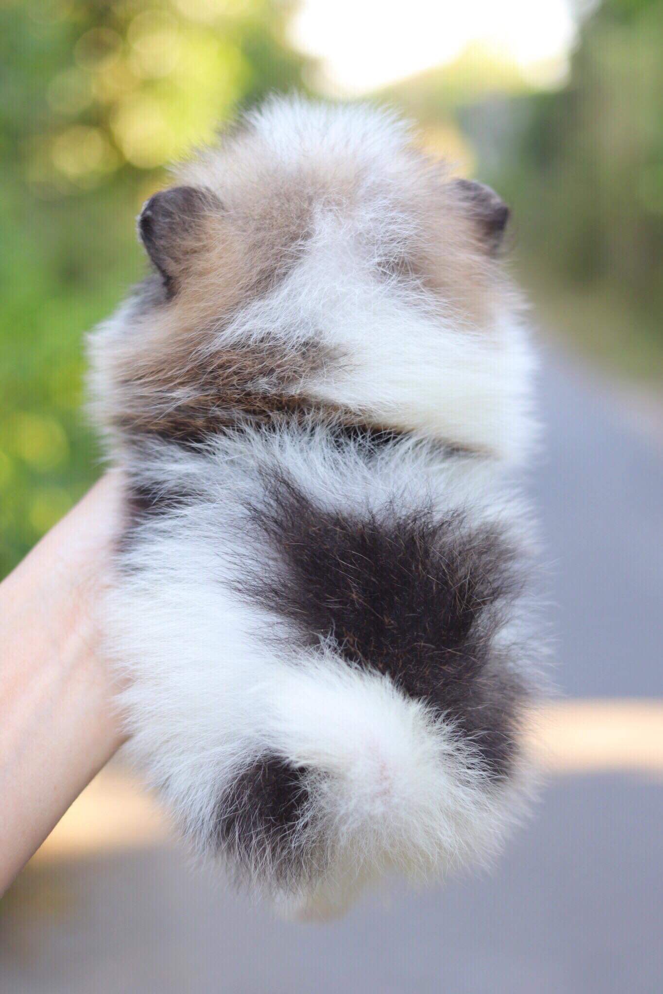 ปอมเมอเรเนียน เพศผู้ปาตี้