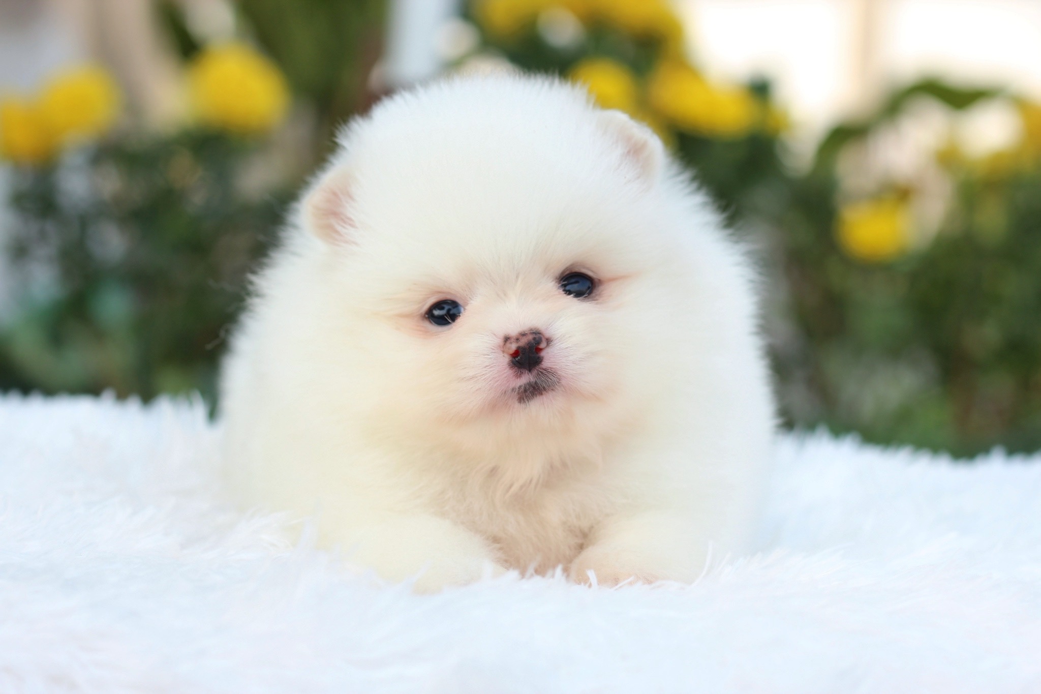 ปอมเมอเรเนียน เพศเมีย สีขาวครีม เกรดโชว์