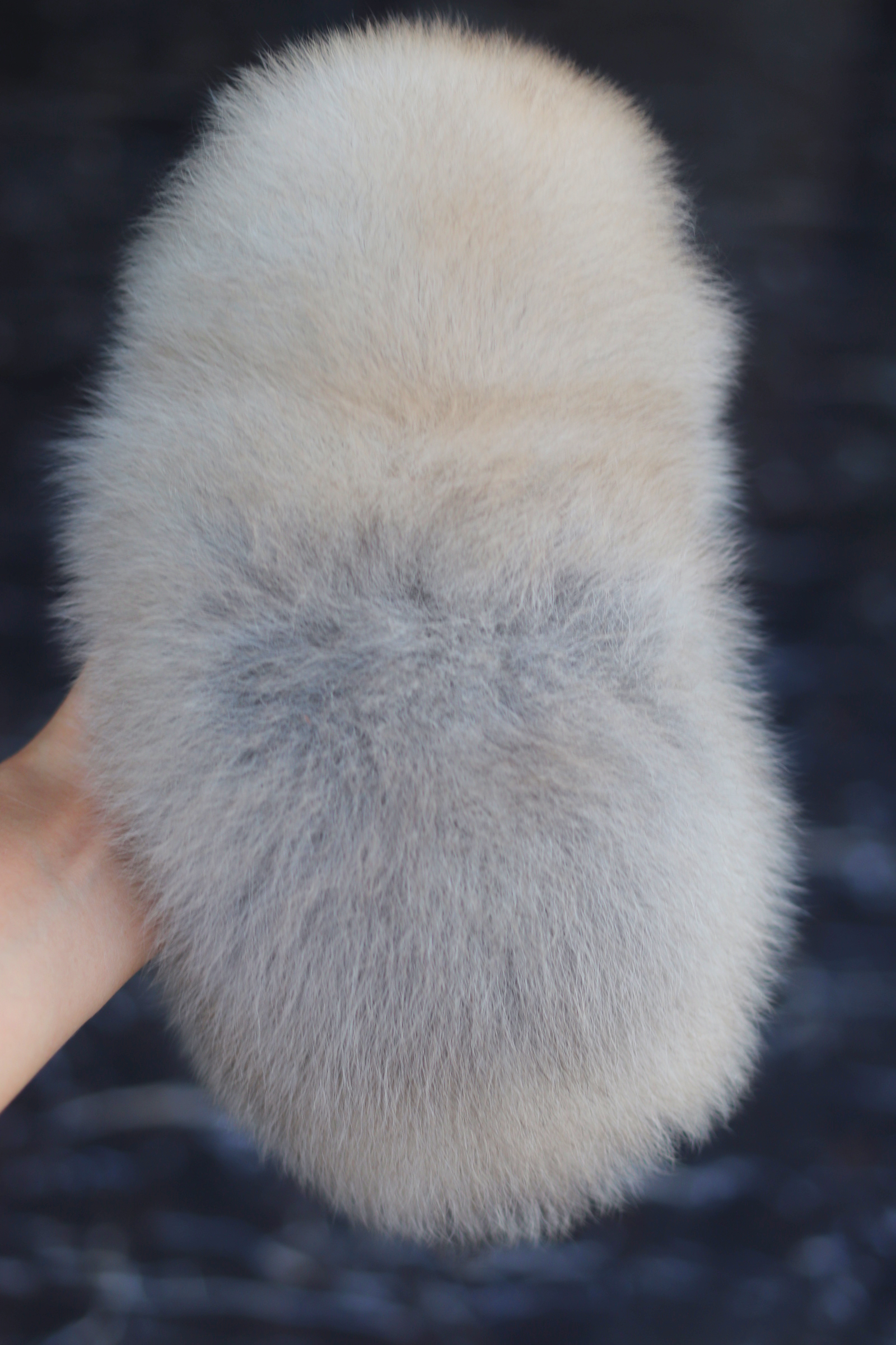 ปอมเมอเรเนียน เพศเมียสีส้ม