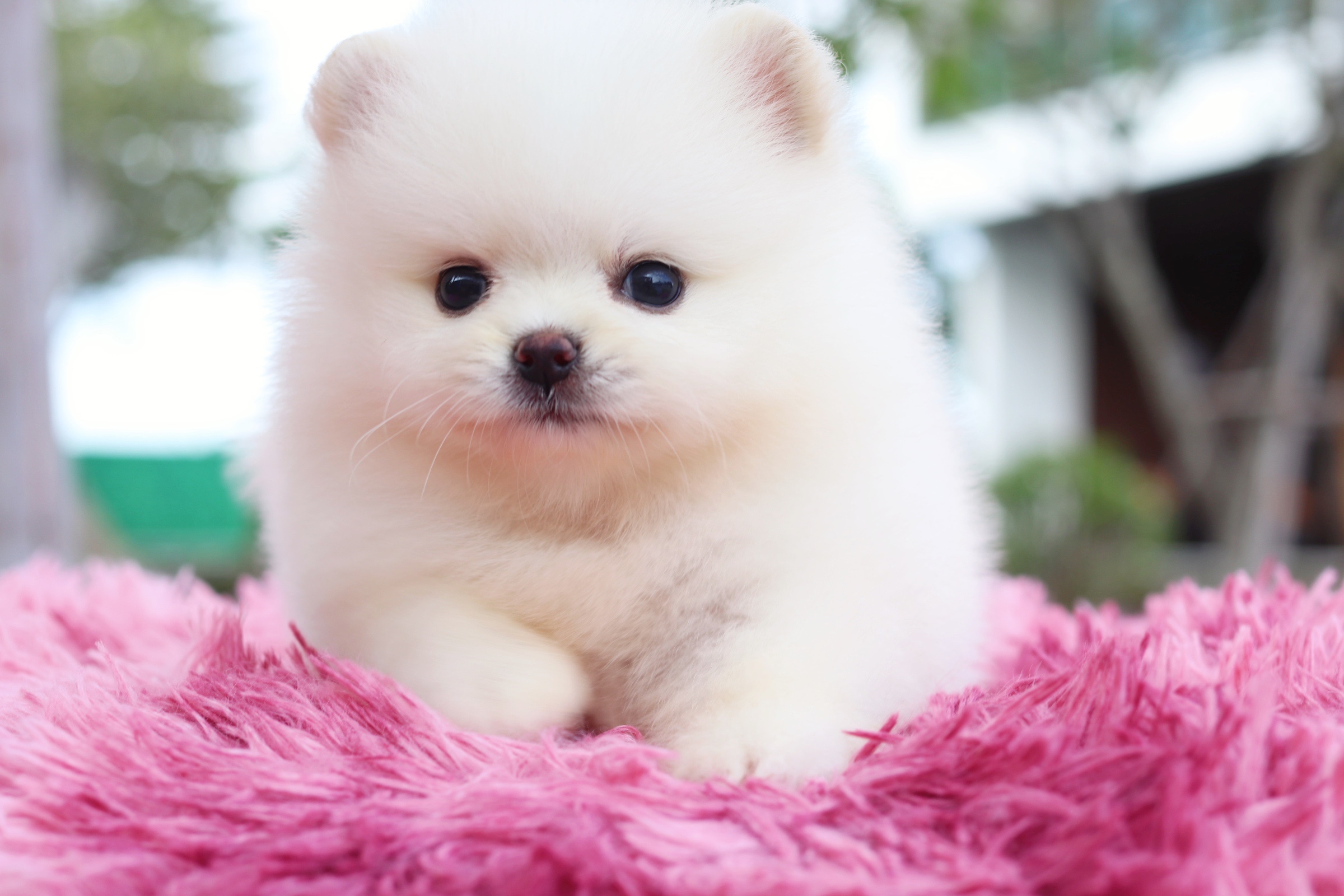 ปอมเมอเรเนียน เพศผู้ สีขาวครีม ไซส์เล็ก