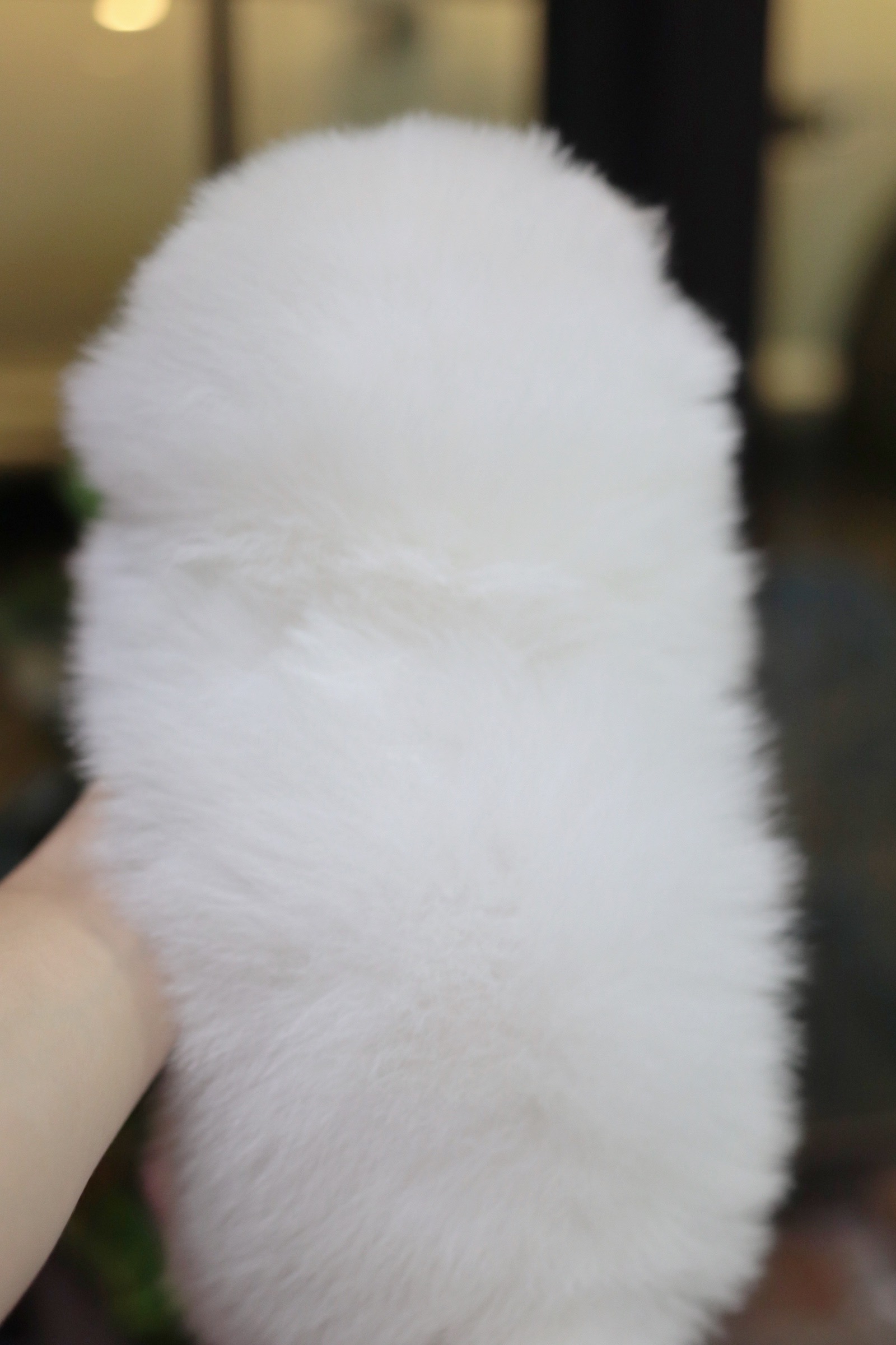 ปอมเมอเรเนียน เพศผู้ สีขาว