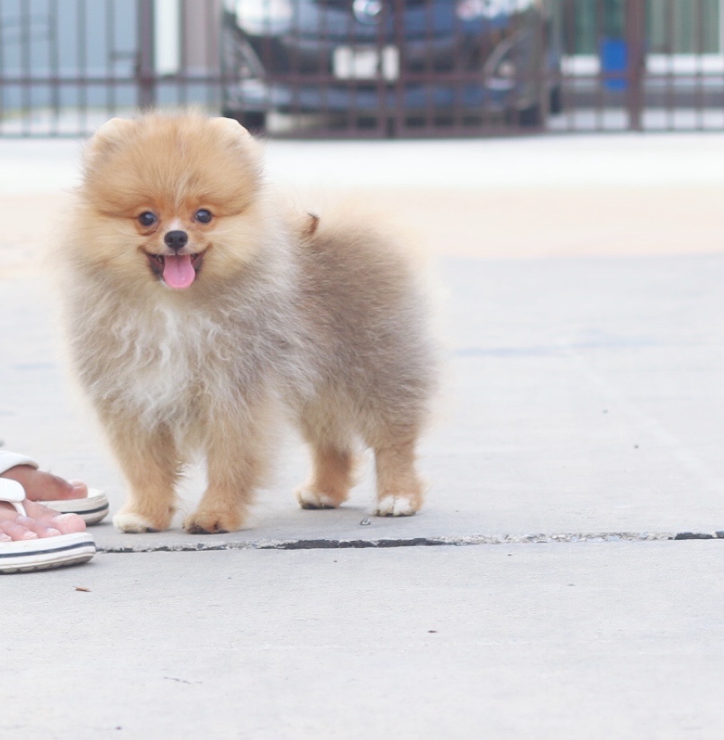 ปอมเมอเรเนียน เพศผู้ สีส้ม