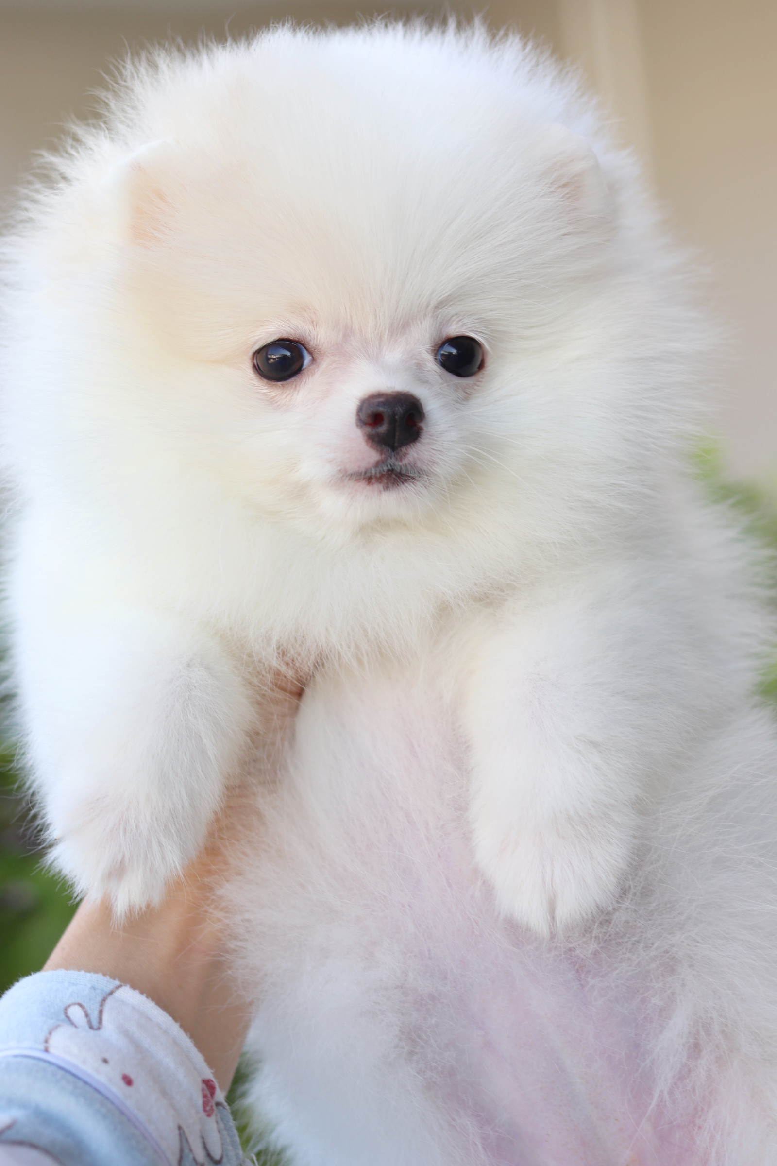 ปอมเมอเรเนียน เพศเมียสีขาวครีม