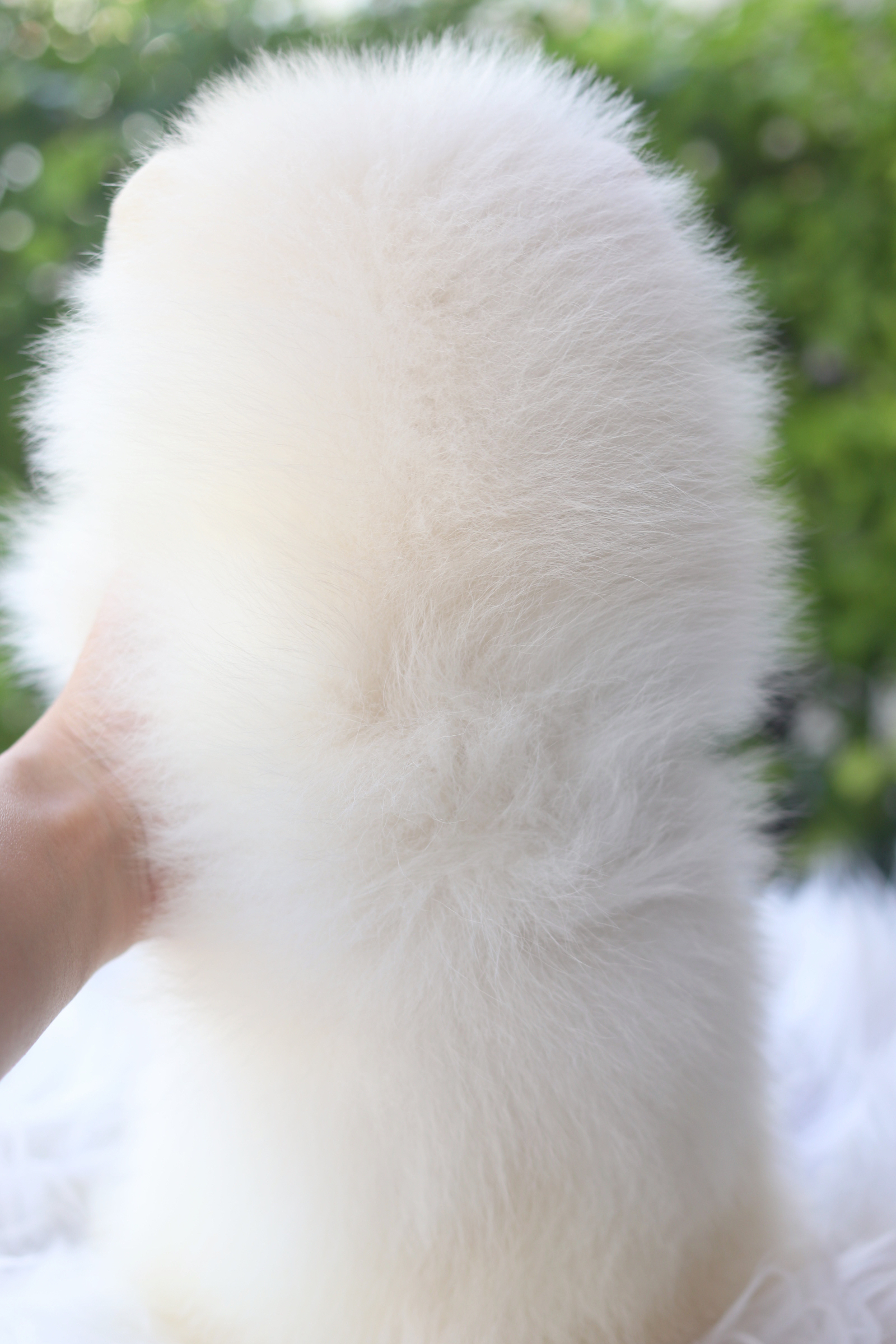 ปอมเมอเรเนียน เพศเมียสีขาวครีม