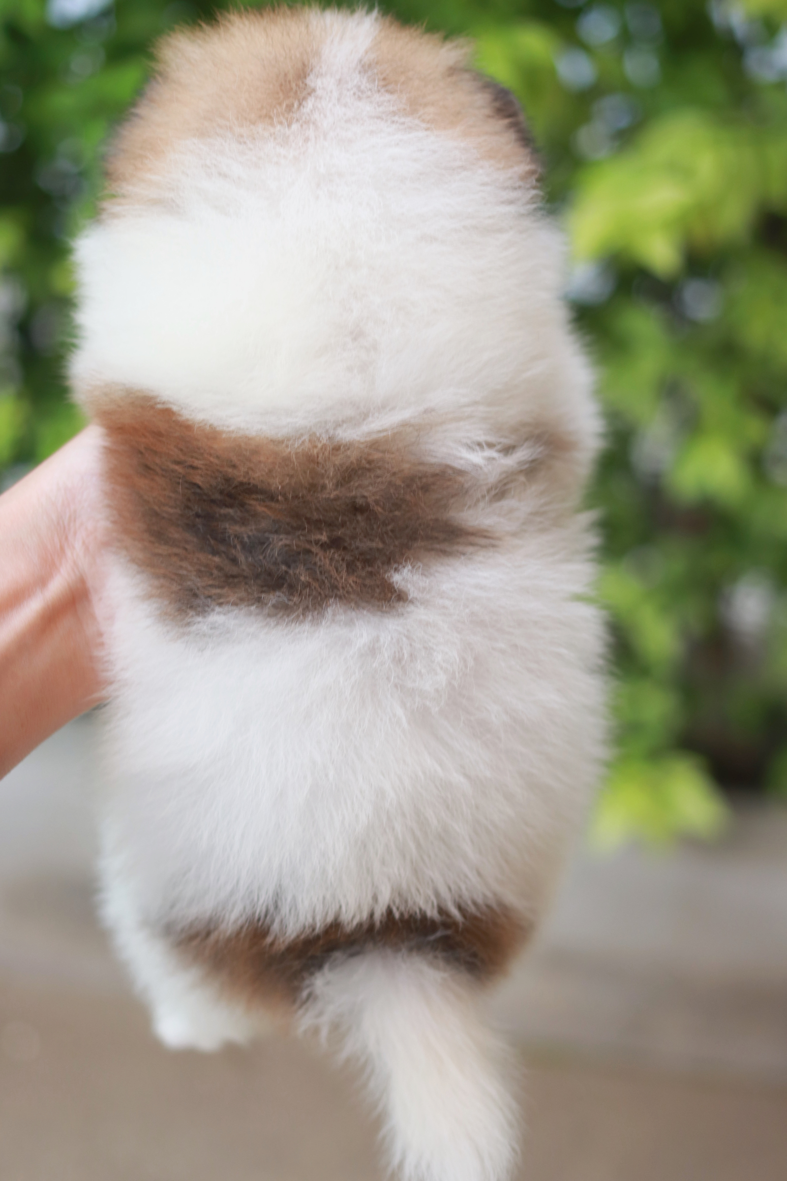 ปอมเมอเรเนียน เพศเมีย ไซส์เล็ก