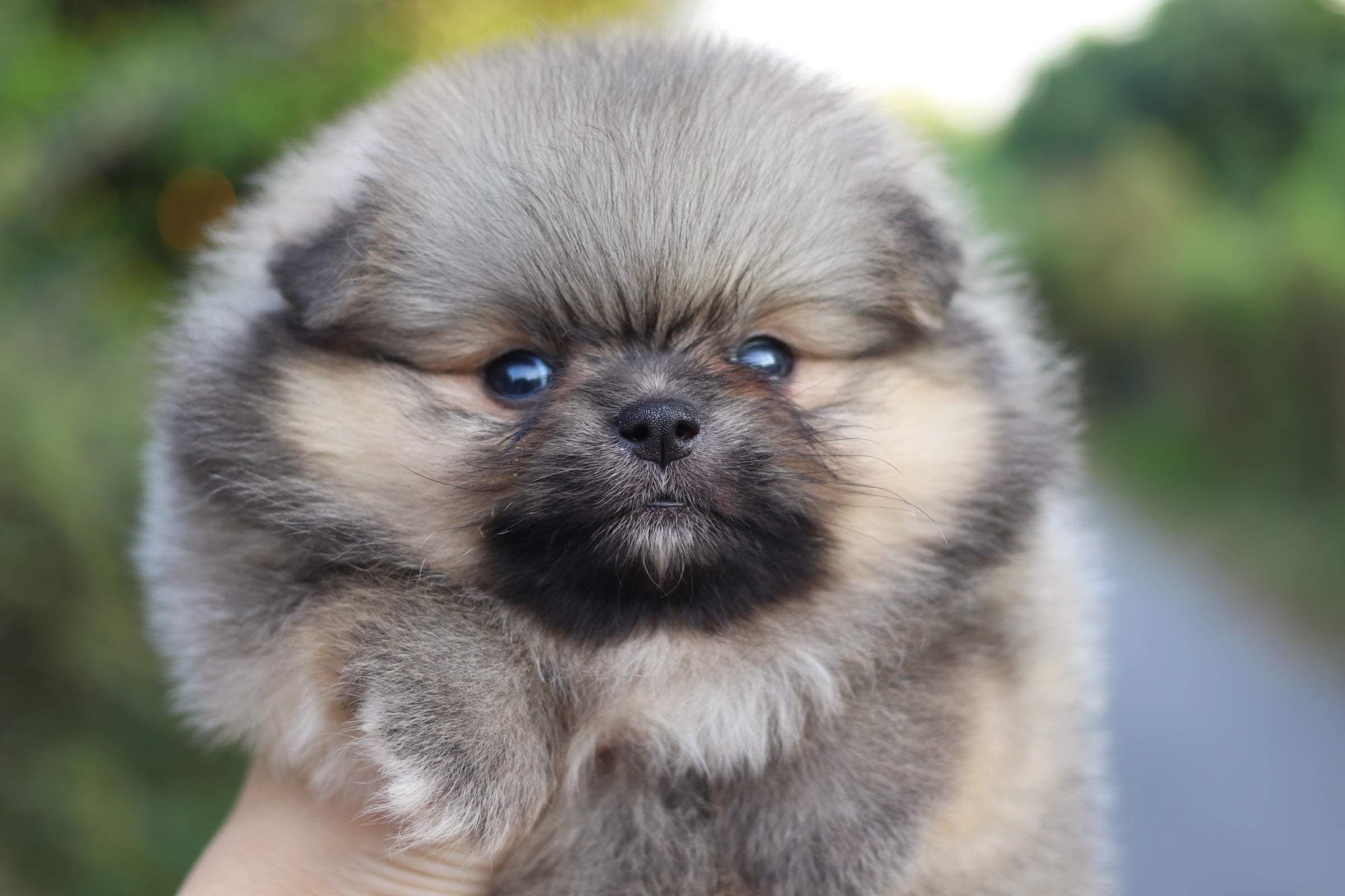 ปอมเมอเรเนียน เพศผู้