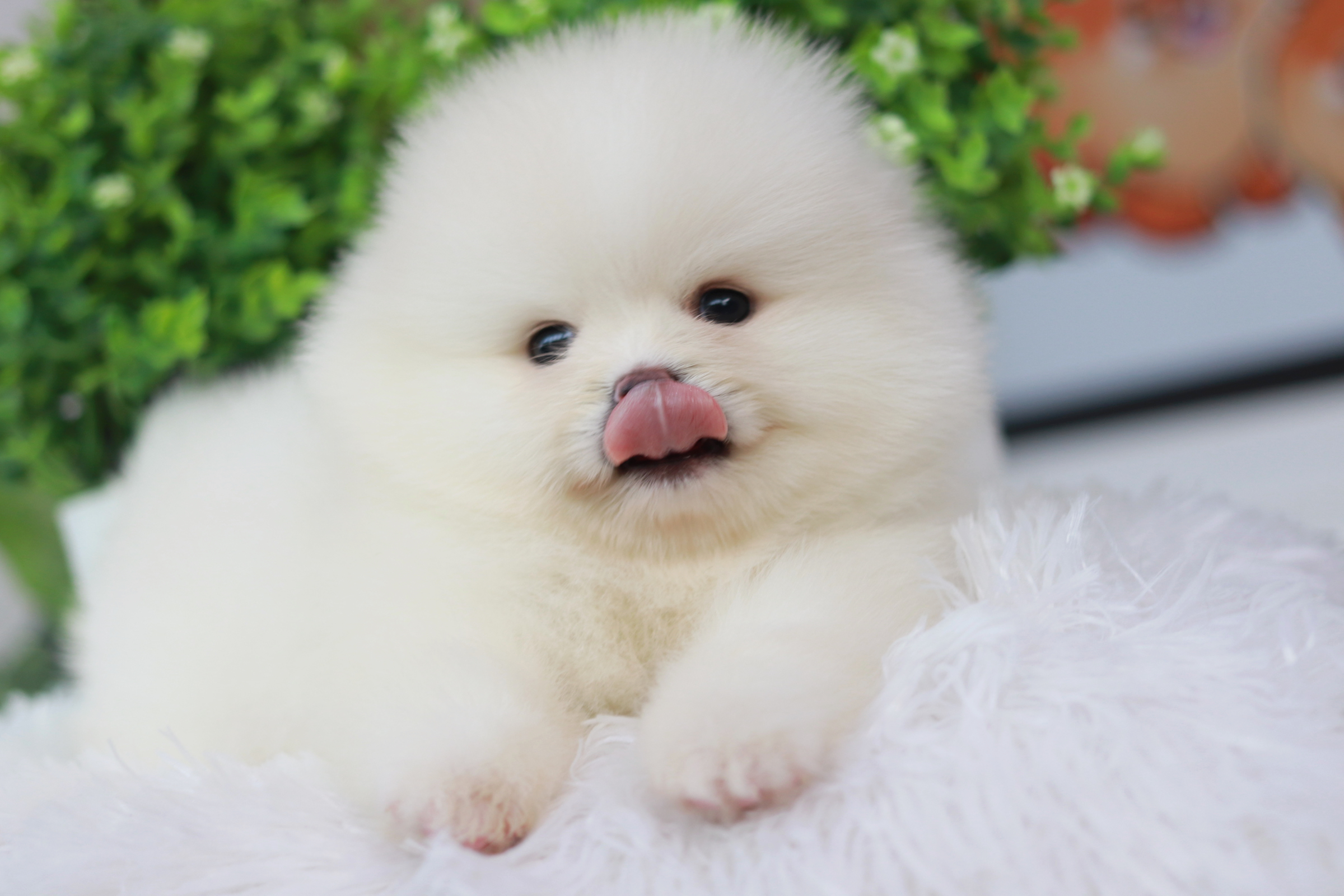 ปอมเมอเรเนียน เพศเมียขาว