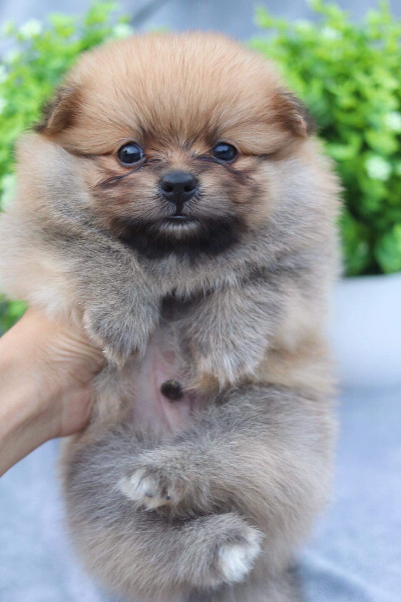 ปอมเมอเรเนียน เพศผู้