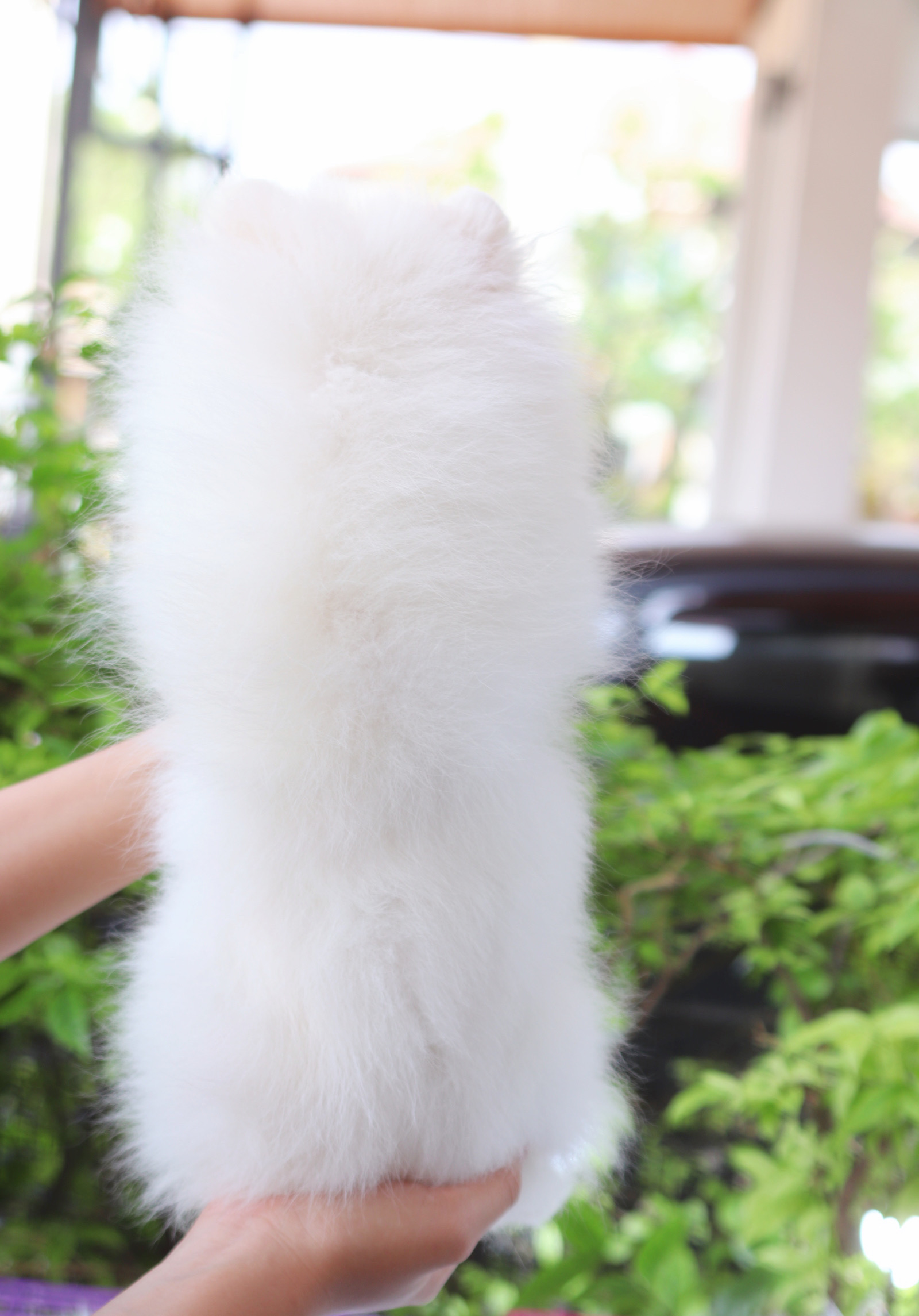 ปอมเมอเรเนียน เพศเมียสีขาวครีม