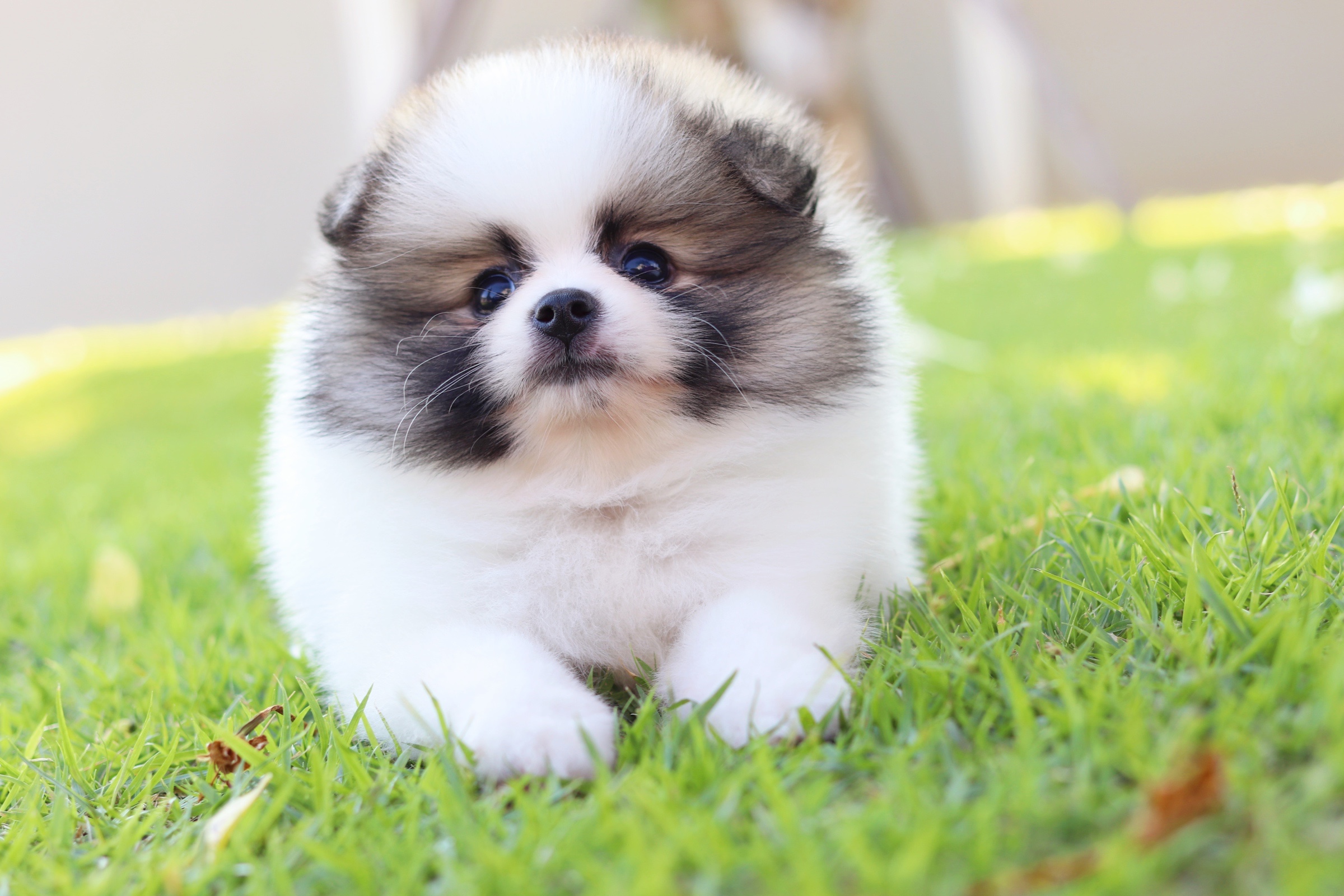 ปอมเมอเรเนียน เพศเมีย สีแฟนซี