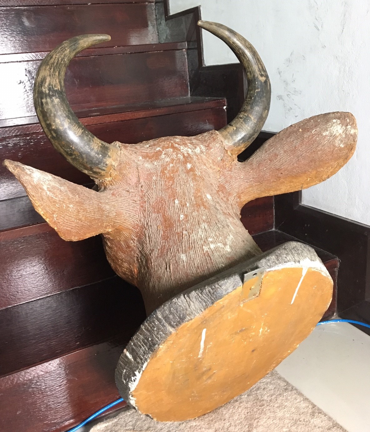 หัววัว เขาแท้ หัวใหญ่มาก