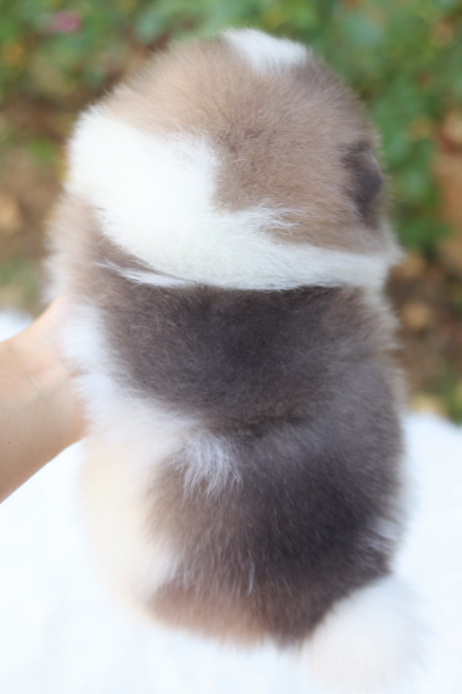 ปอมเมอเรเนียน เพศผู้ สีแฟนซี เกรดโชว์