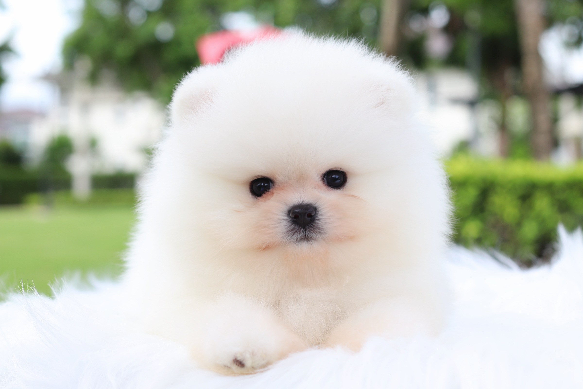 ปอมเมอเรเนียน เพศผู้สีขาวครีม เกรดโขว์