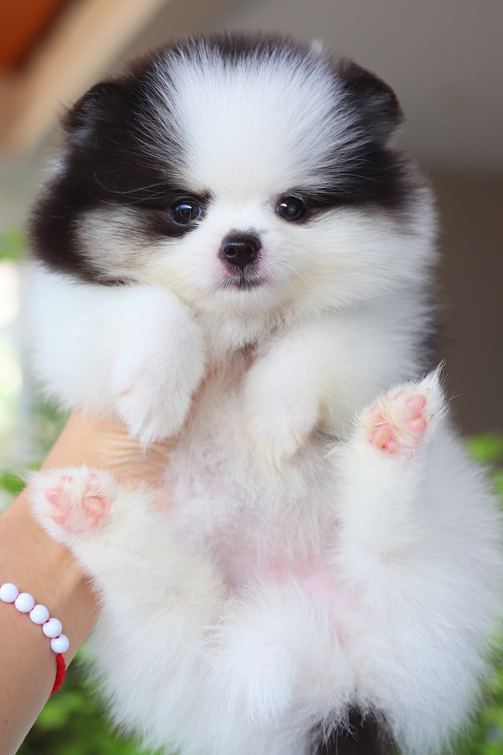 ปอมเมอเรเนียน เพศเมียสีแฟนซี