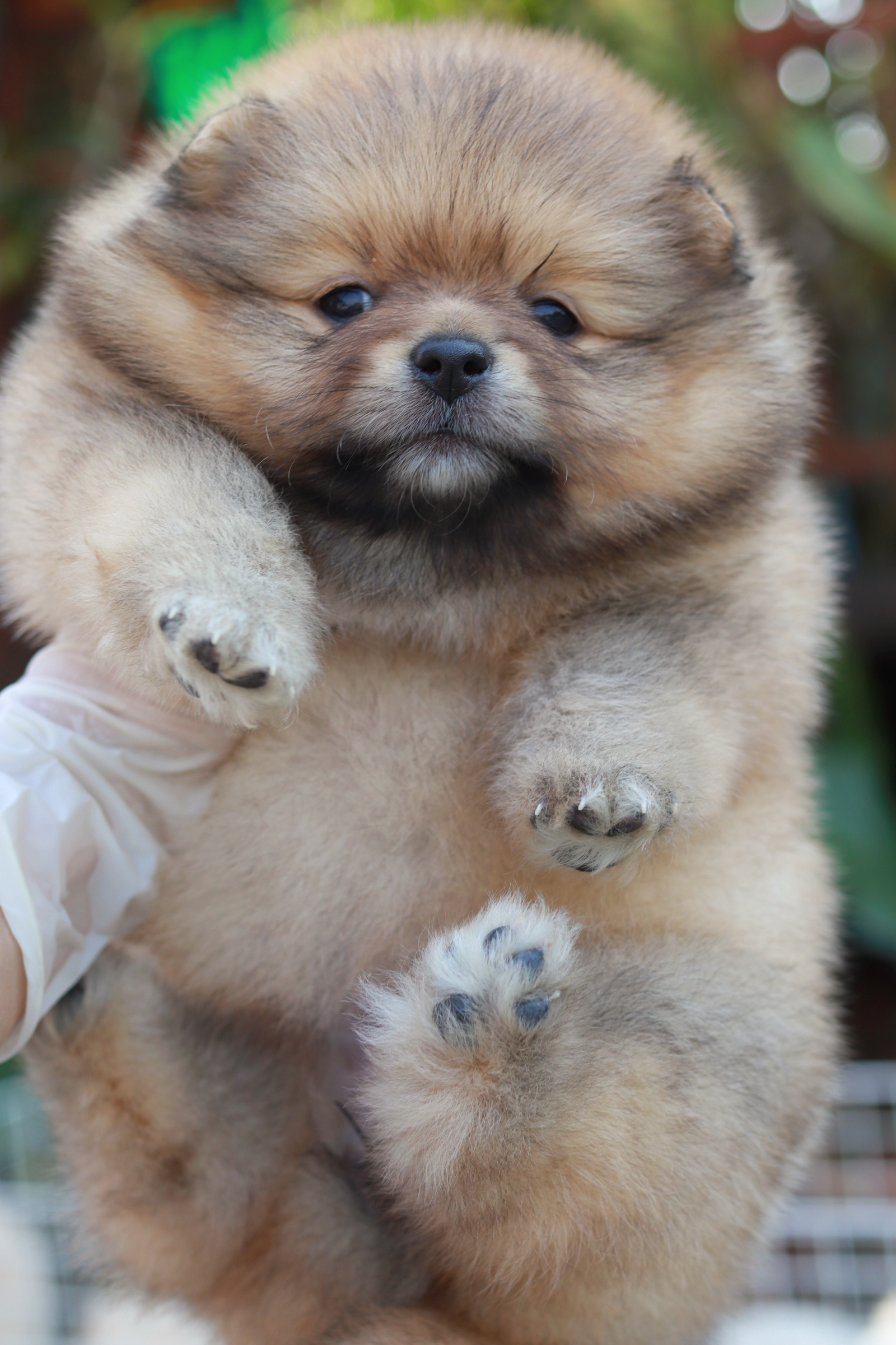 ปอมเมอเรเนียน เพศเมีย