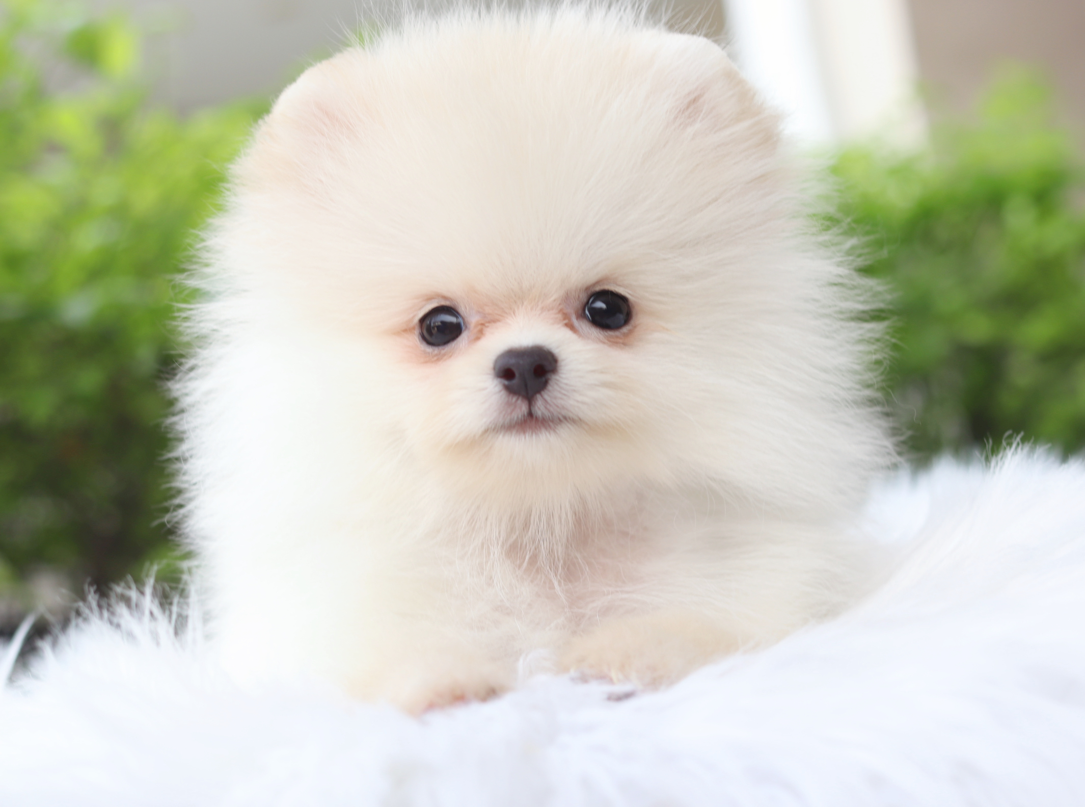 ปอมเมอเรเนียน เพศผู้สีขาวครีม