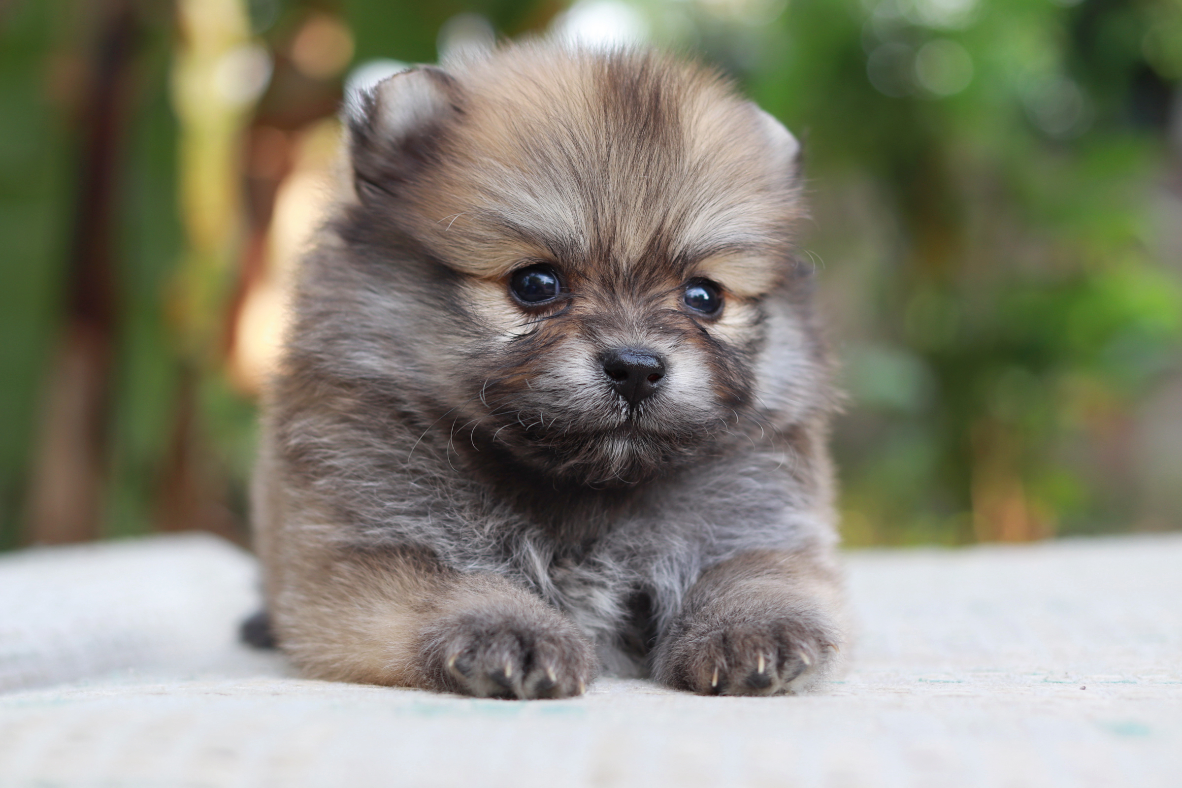 ปอมเมอเรเนียน เพศผู้