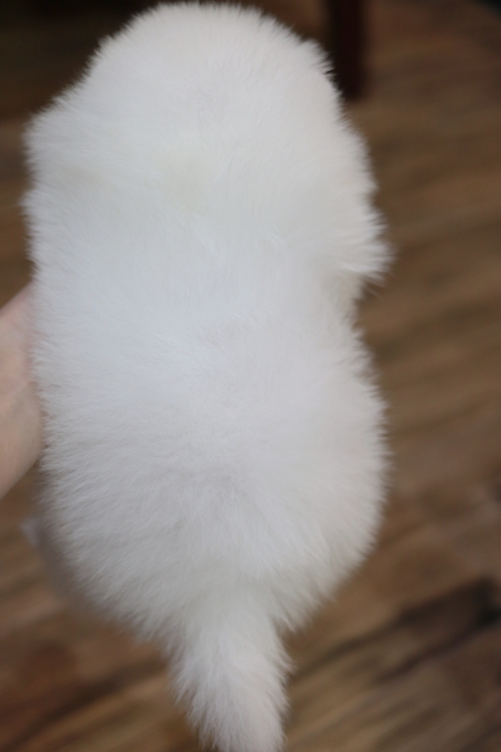 ปอมเมอเรเนียน เพศเมียสีขาวเกรดโชว์