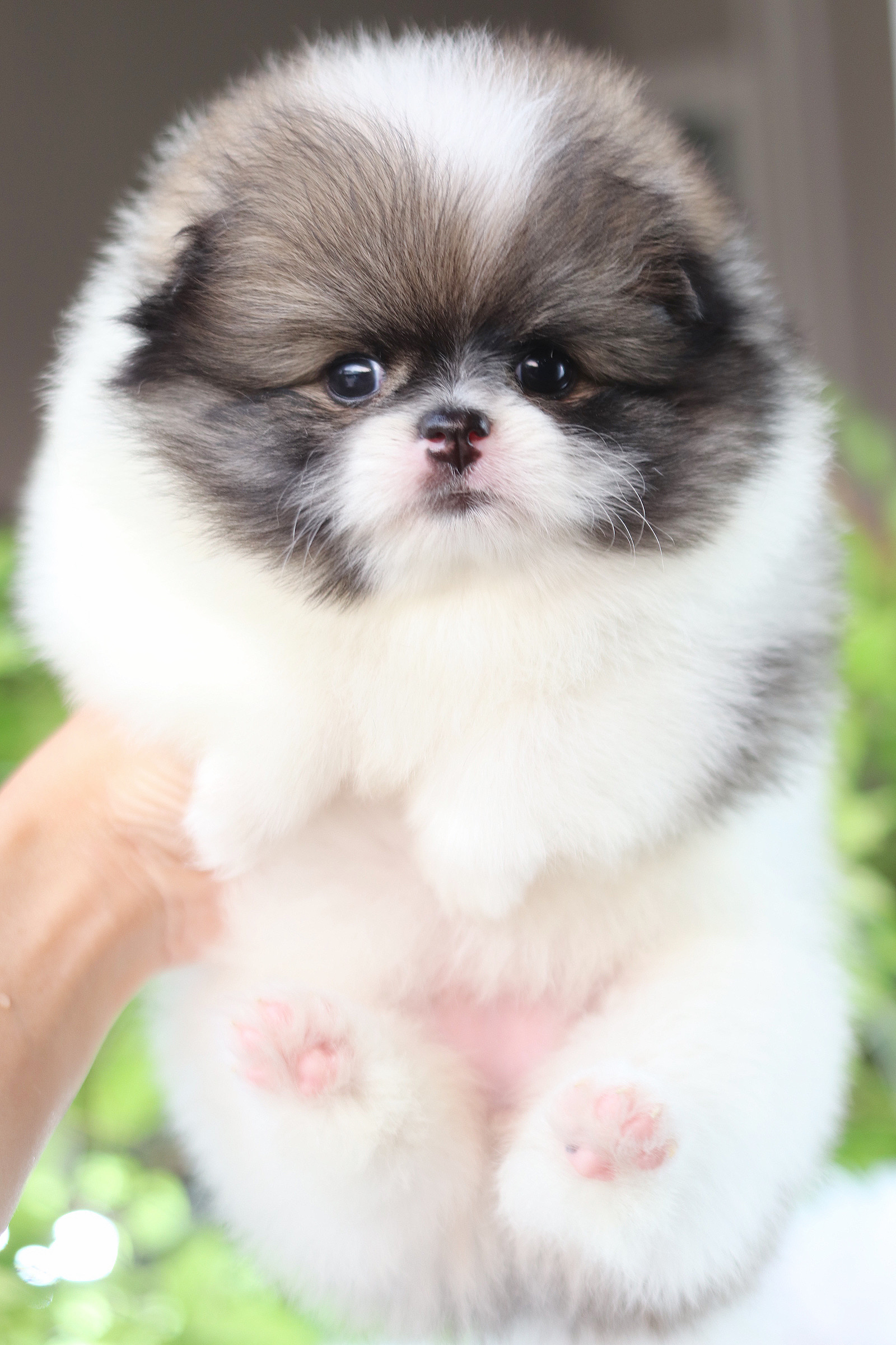 ปอมเมอเรเนียน เพศเมียสีแฟนซี เกรดโชว์