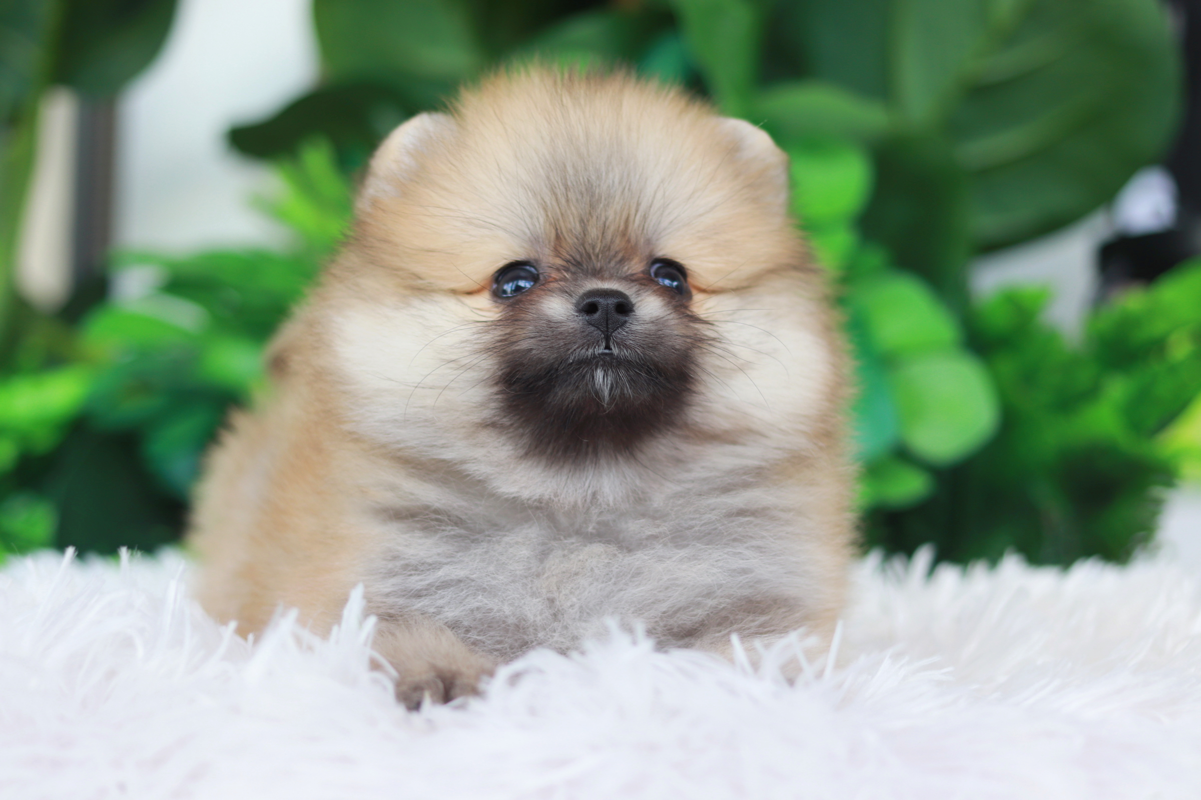 ปอมเมอเรเนียน เพศผู้ สีส้ม