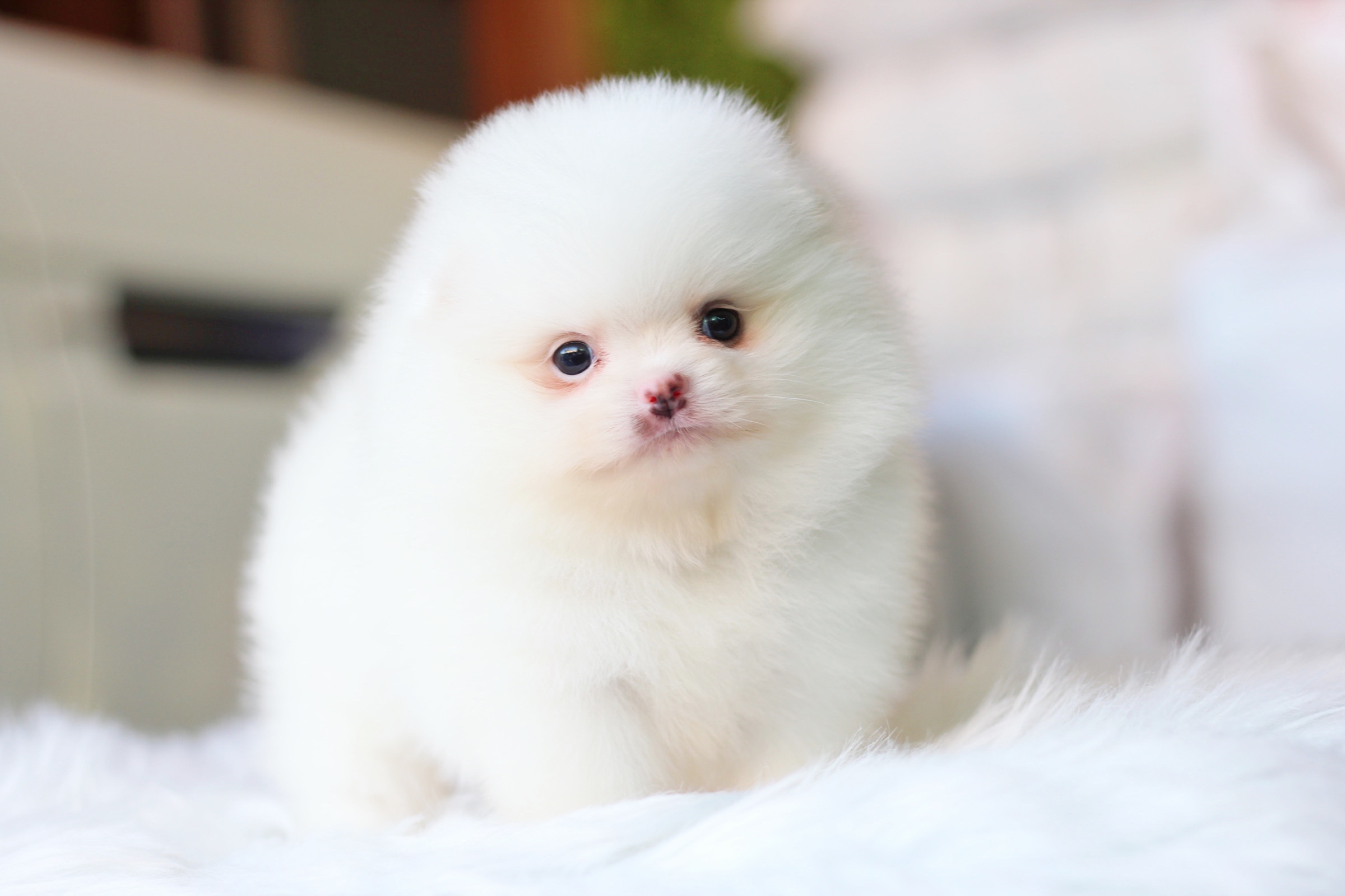 ปอมเมอเรเนียน เพศเมีย สีขาวครีม