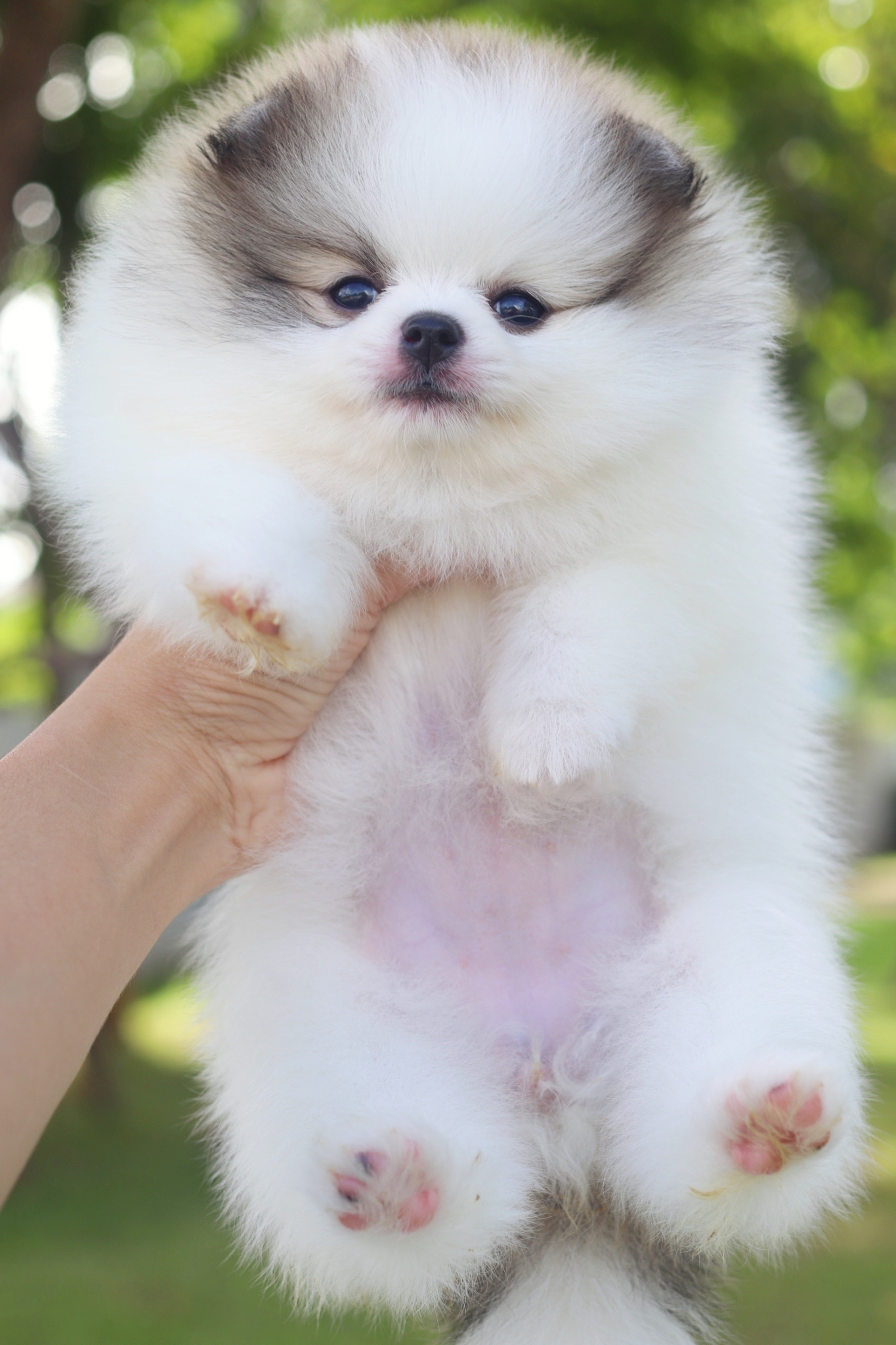 ปอมเมอเรเนียน เพศเมียสีแฟนซี