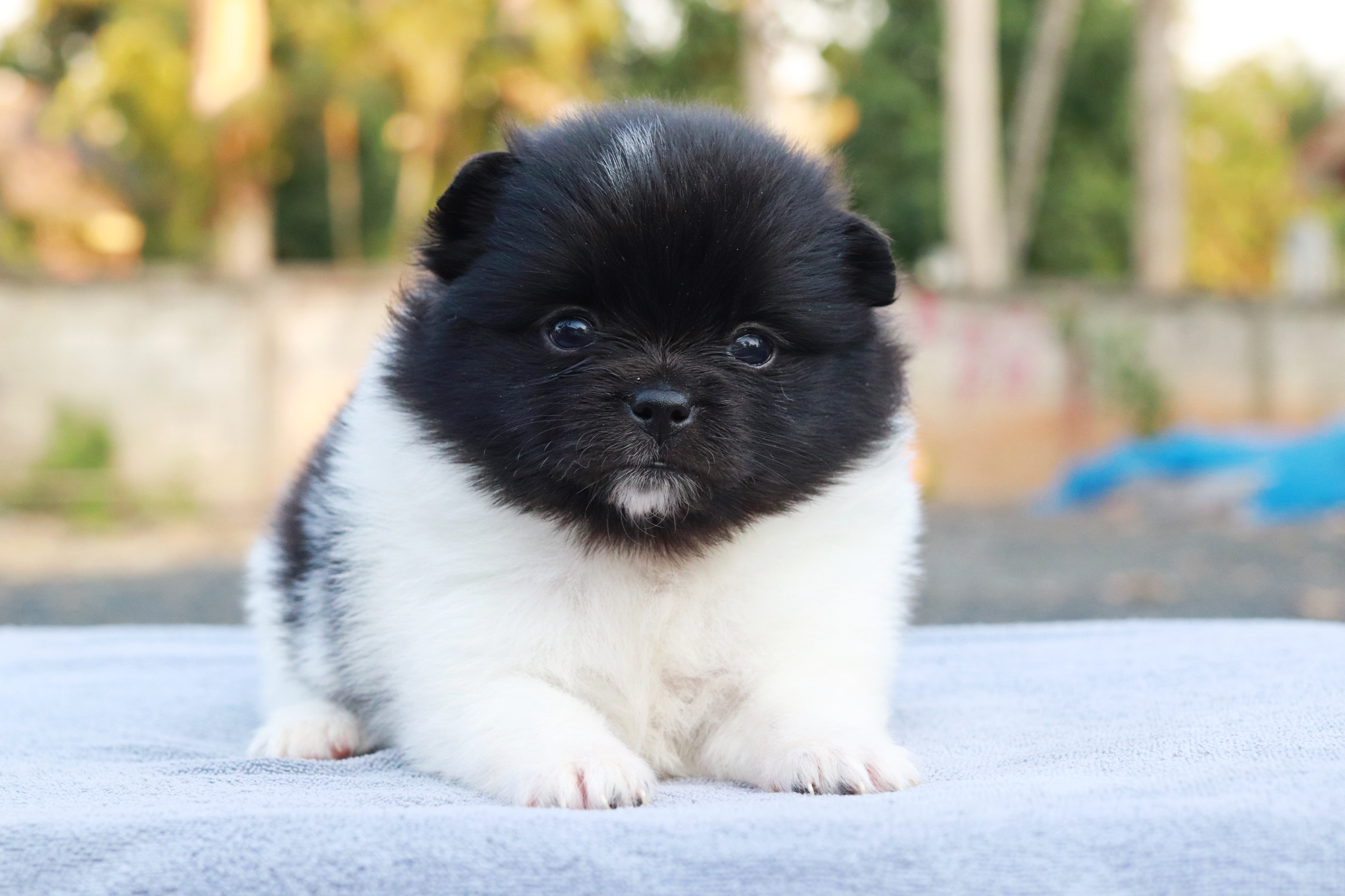 ปอมเมอเรเนียน เพศเมีย