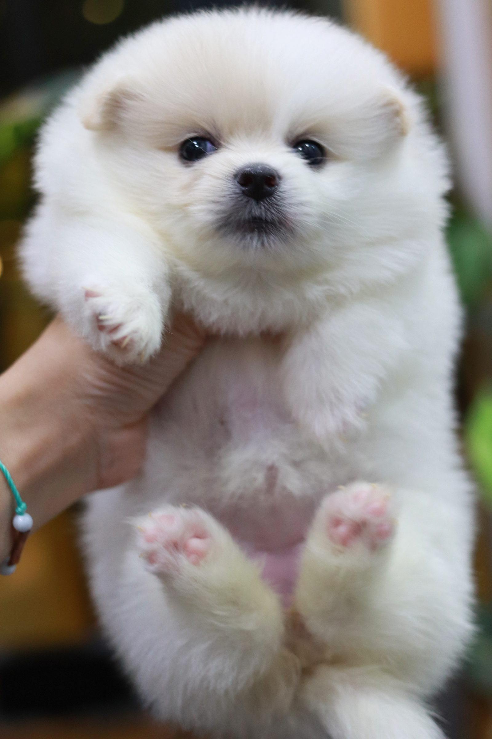 ปอมเมอเรเนียน เพศเมียหน้าธรรมดา