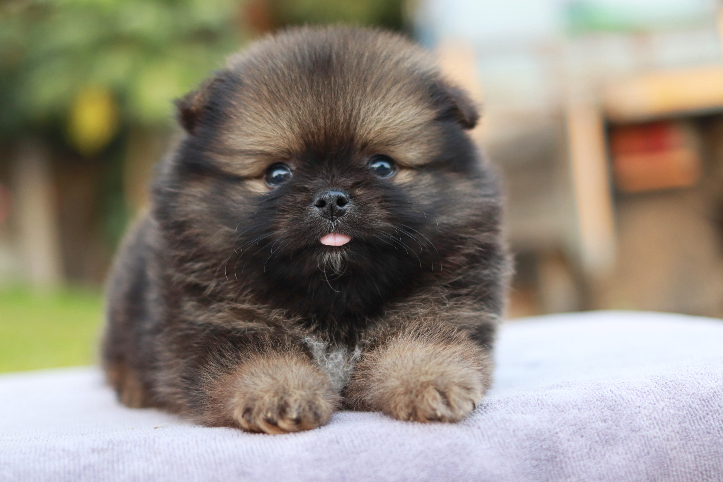 ปอมเมอเรเนียน เพศผู้ สีส้มเซเบิ้ล ขนแน่น เหมือนตุ๊กตา