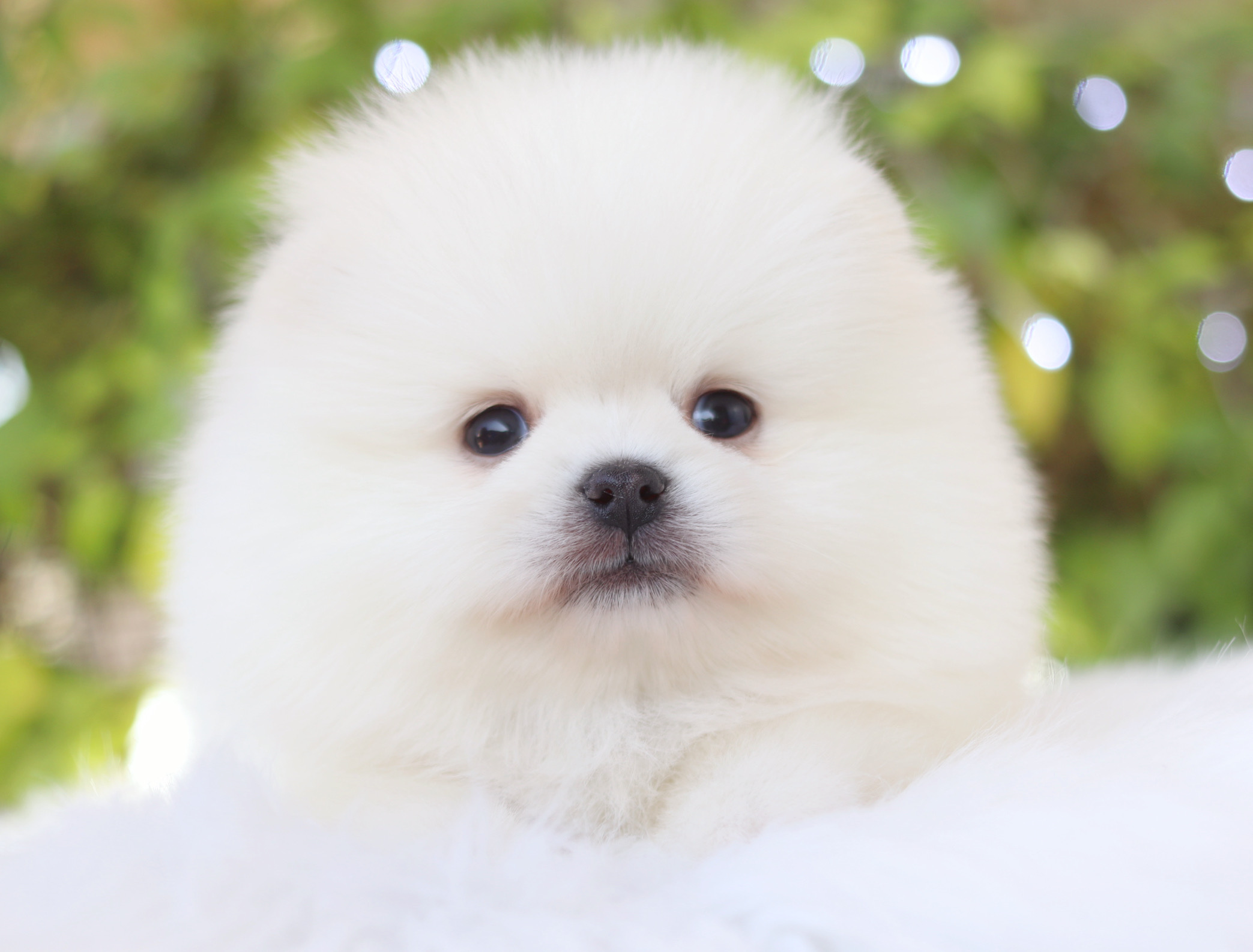 ปอมเมอเรเนียน เพศผู้สีขาวครีม เกรดโชว์