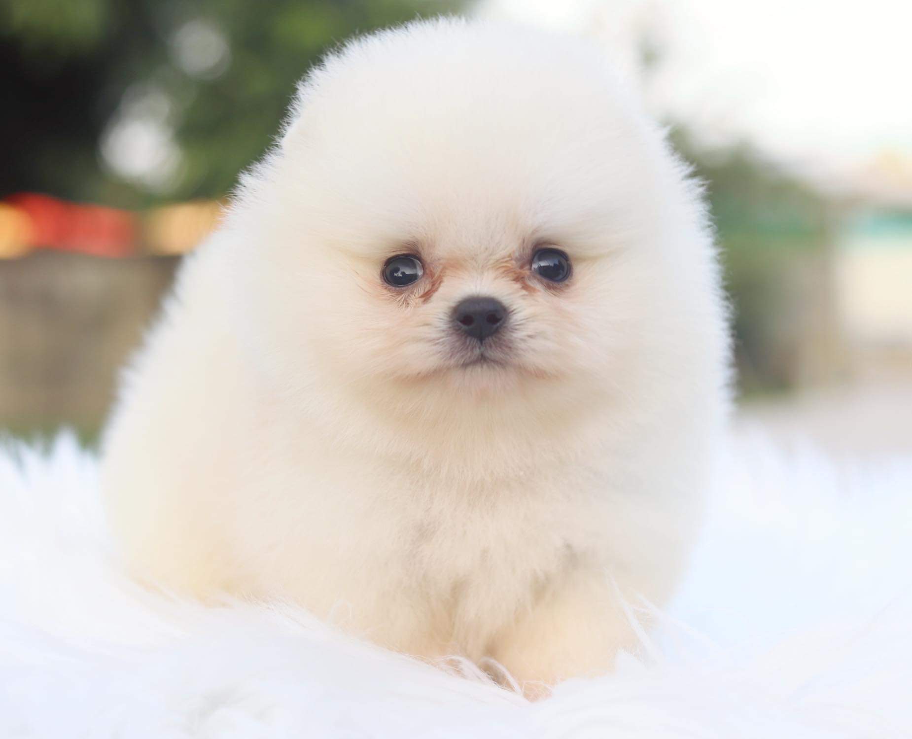 ปอมเมอเรเนียน เพศเมีย ขาวครีม ไซด์เล็กเกรดโชว์