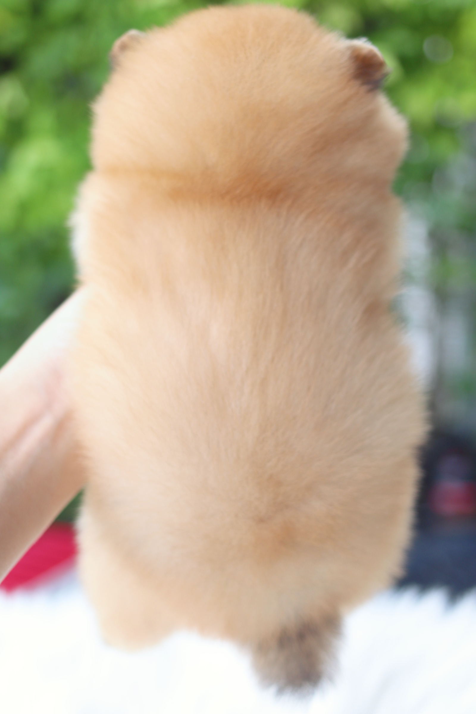 ปอมเมอเรเนียน เพศเมียสีส้ม