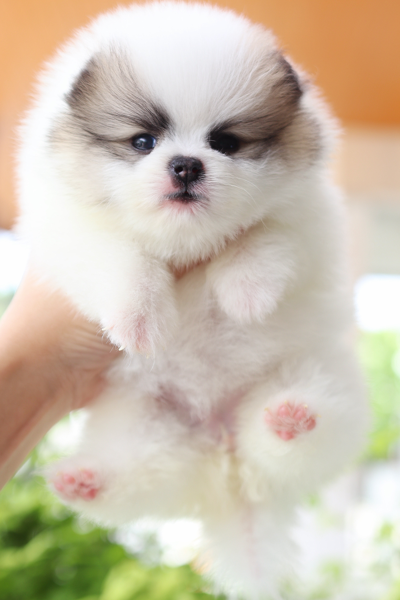 ปอมเมอเรเนียน เพศเมียสีแฟนซี เกรดโชว์