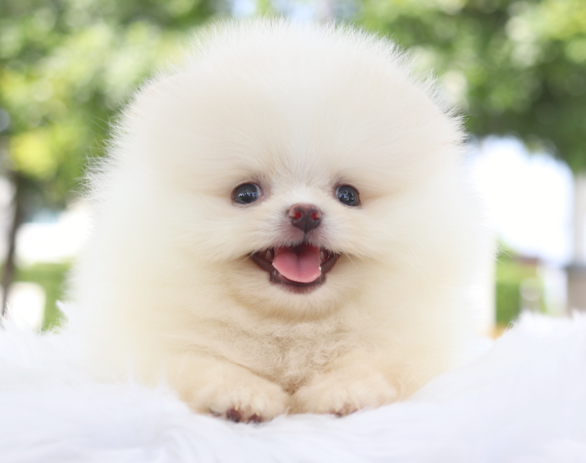 ปอมเมอเรเนียน เพศผู้สีขาวครีม เกรดโชว์