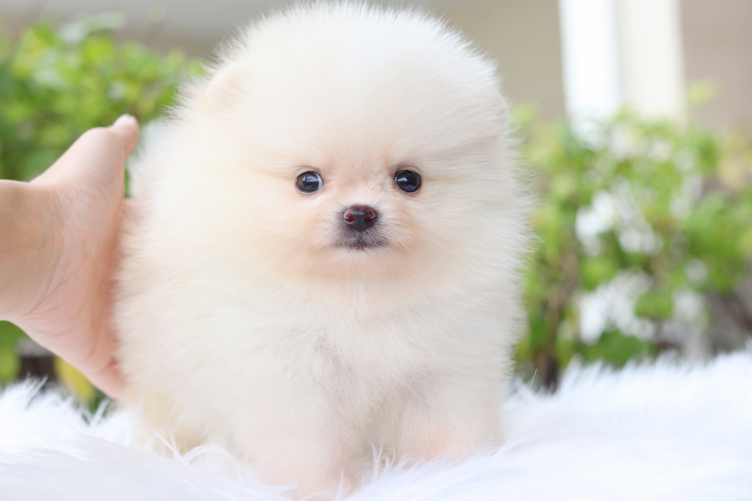 ปอมเมอเรเนียน เพศเมียสีขาวครีม เกรดโชว์