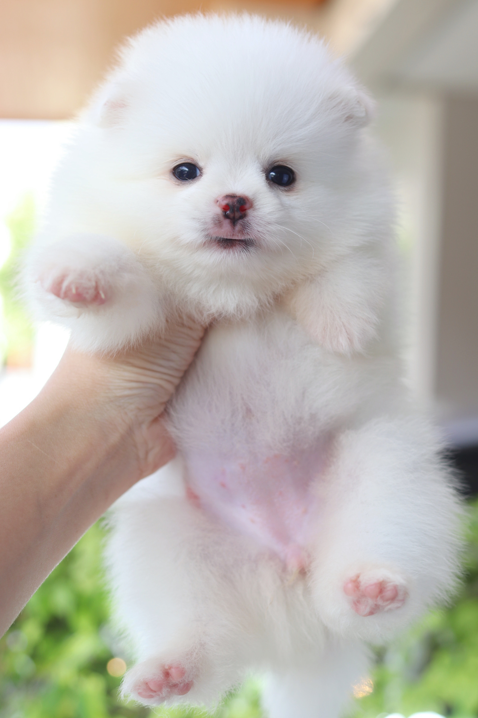 ปอมเมอเรเนียน เพศเมียสีขาว