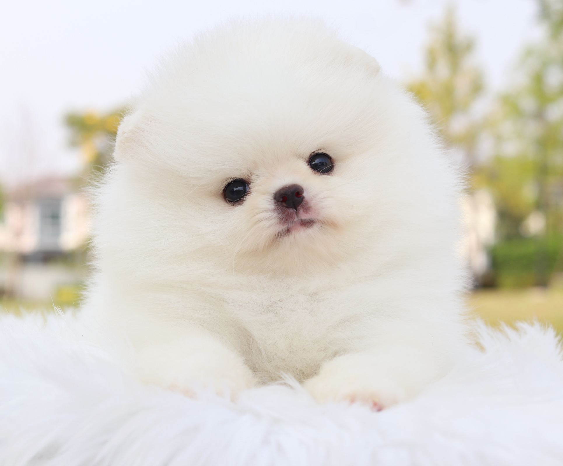 ปอมเมอเรเนียน เพศผู้สีขาวครีมเกรดโชว์