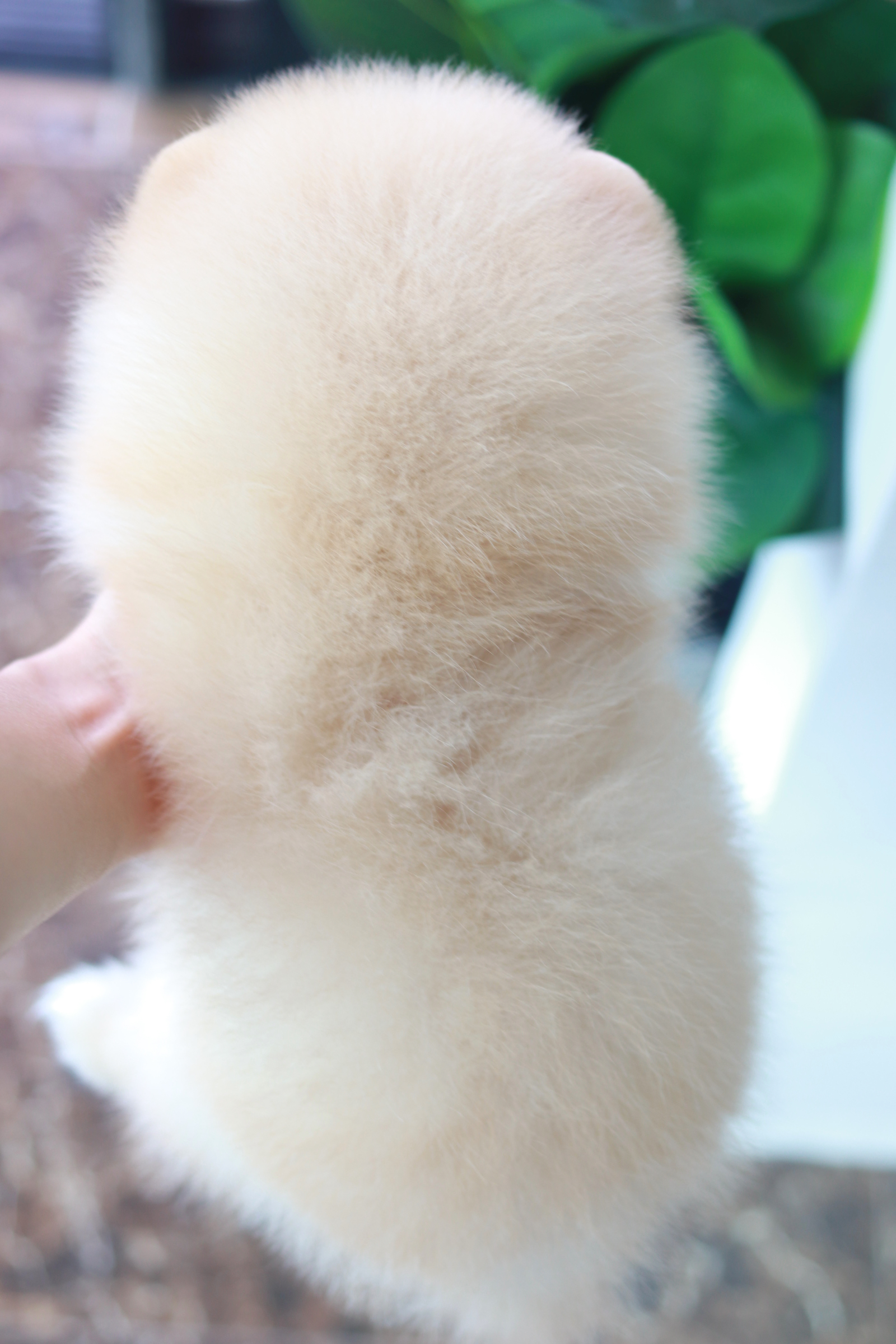 ปอมเมอเรเนียน เพศเมีย สีครีม ไซส์ปกติ